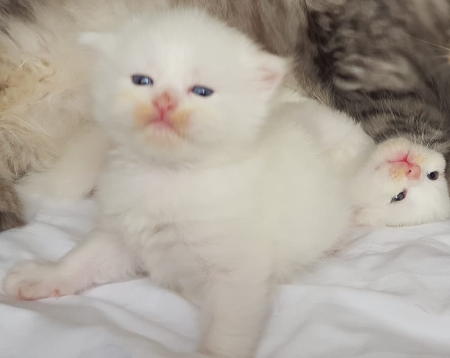 Himalayan kittens
لا تنسَ أنك شاهدت هذا الإعلان في عنكبوت
cute adorable Kittens with fluffy H...