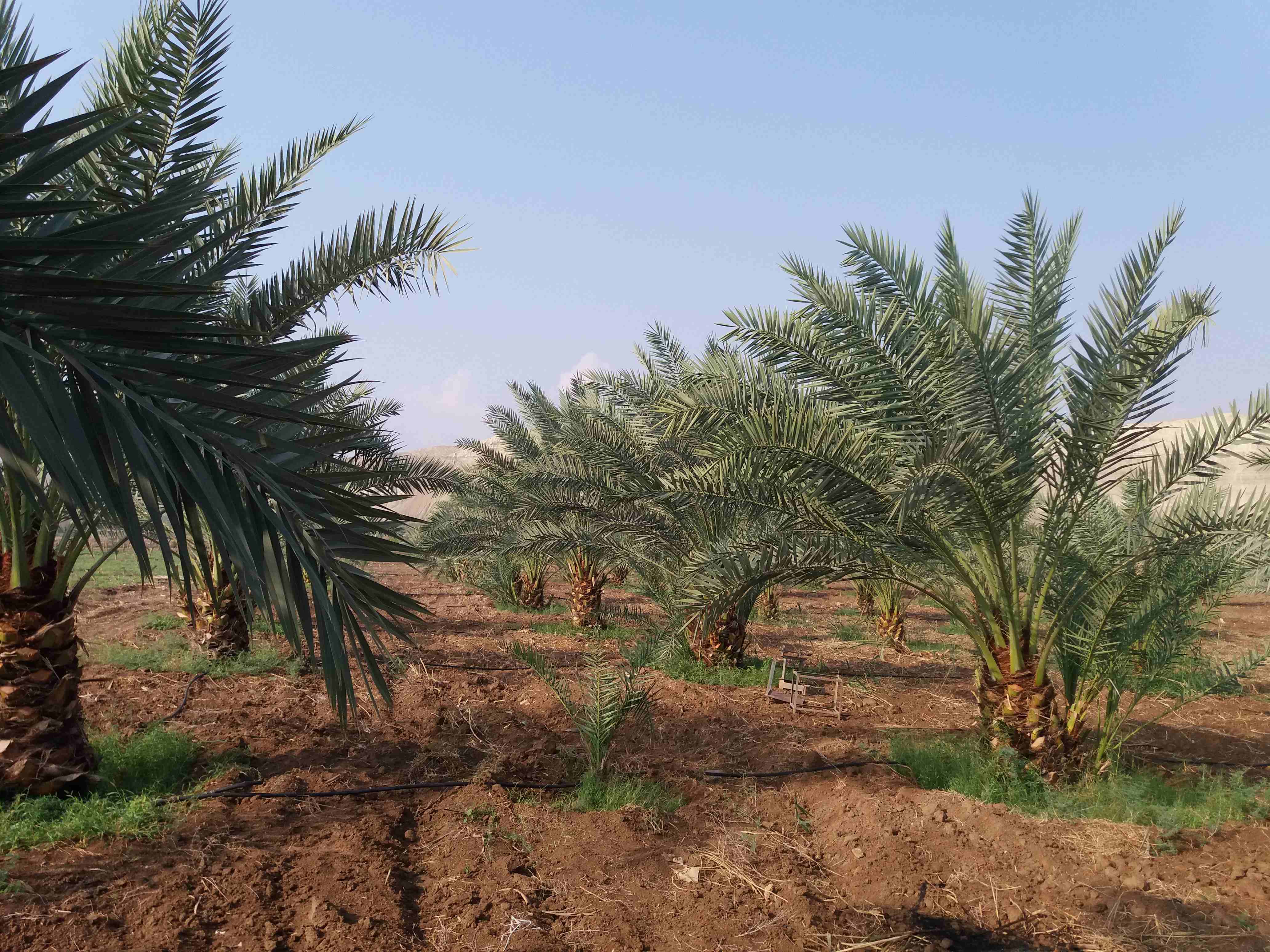 أشجار نخيل مثمر                                            


	 				لا تنسَ أنك شاهدت هذا الإعلان في عنكبوت            
	 				
                            برحي.. والشجر مروي مي حلوة يعني ما فيه أي...