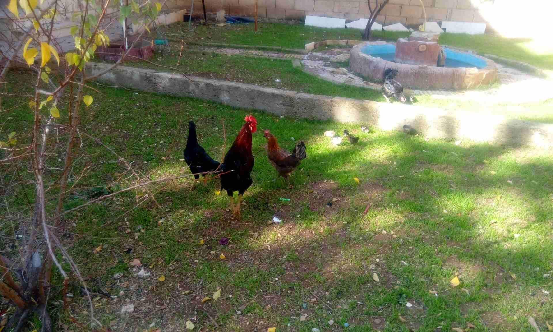 ديك وثلاث جاجات بياضات مع صيصانهم                                            


	 				لا تنسَ أنك شاهدت هذا الإعلان في عنكبوت            
	 				
                            ديك وثلاث جاجات بياضات...