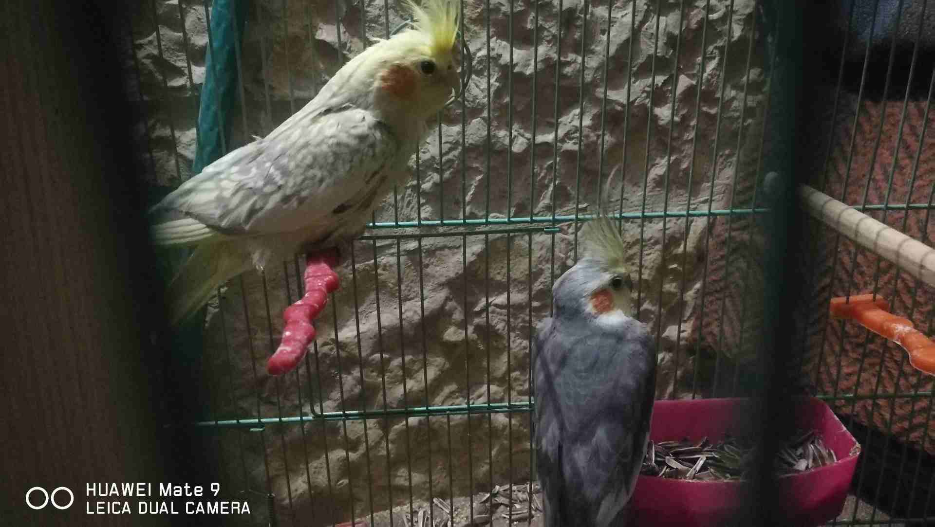 اااااااااااا
لا تنسَ أنك شاهدت هذا الإعلان في عنكبوت
جوز عصافير كوكتيل للبدل على هاتف سامسونج أو...