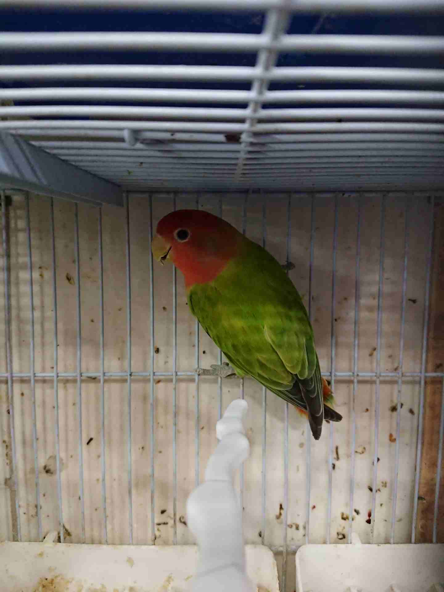 طيور روز اوبلاين
لا تنسَ أنك شاهدت هذا الإعلان في عنكبوت
يوجد لدينا طيور روز اوبلاين اصفر أخضر از...