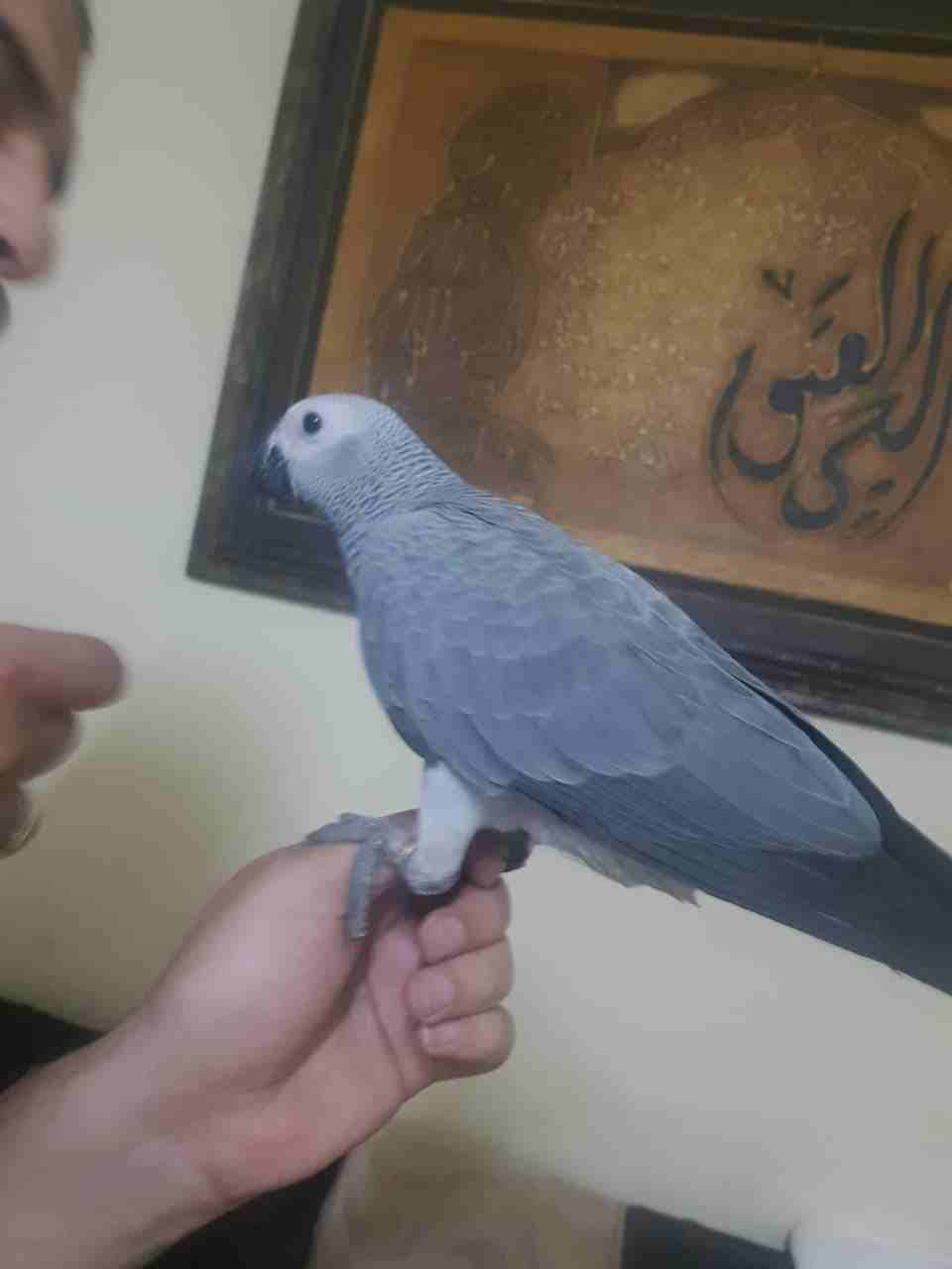 فرخ كاسكو للبيع
لا تنسَ أنك شاهدت هذا الإعلان في عنكبوت
فرخ كاسكو حجل ذهبي راس طير عمره من 5 الى...