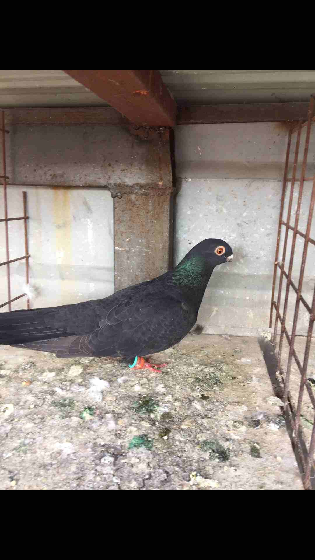 9طيور كش للبيع بسعر مغري
لا تنسَ أنك شاهدت هذا الإعلان في عنكبوت
الطيور كش كلهم فحول
عدد 9 للبيع...