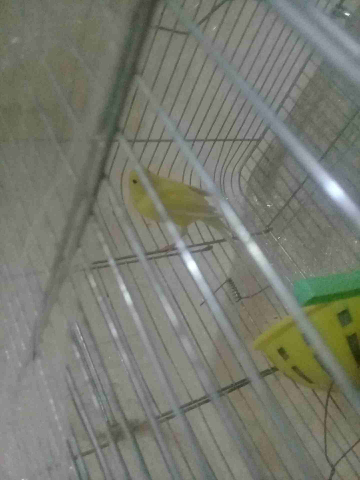 جبل الزهور                                            


	 				لا تنسَ أنك شاهدت هذا الإعلان في عنكبوت            
	 				
                            بصلى على النبي طيره لمونيه حبه طويله جاهزه الج...