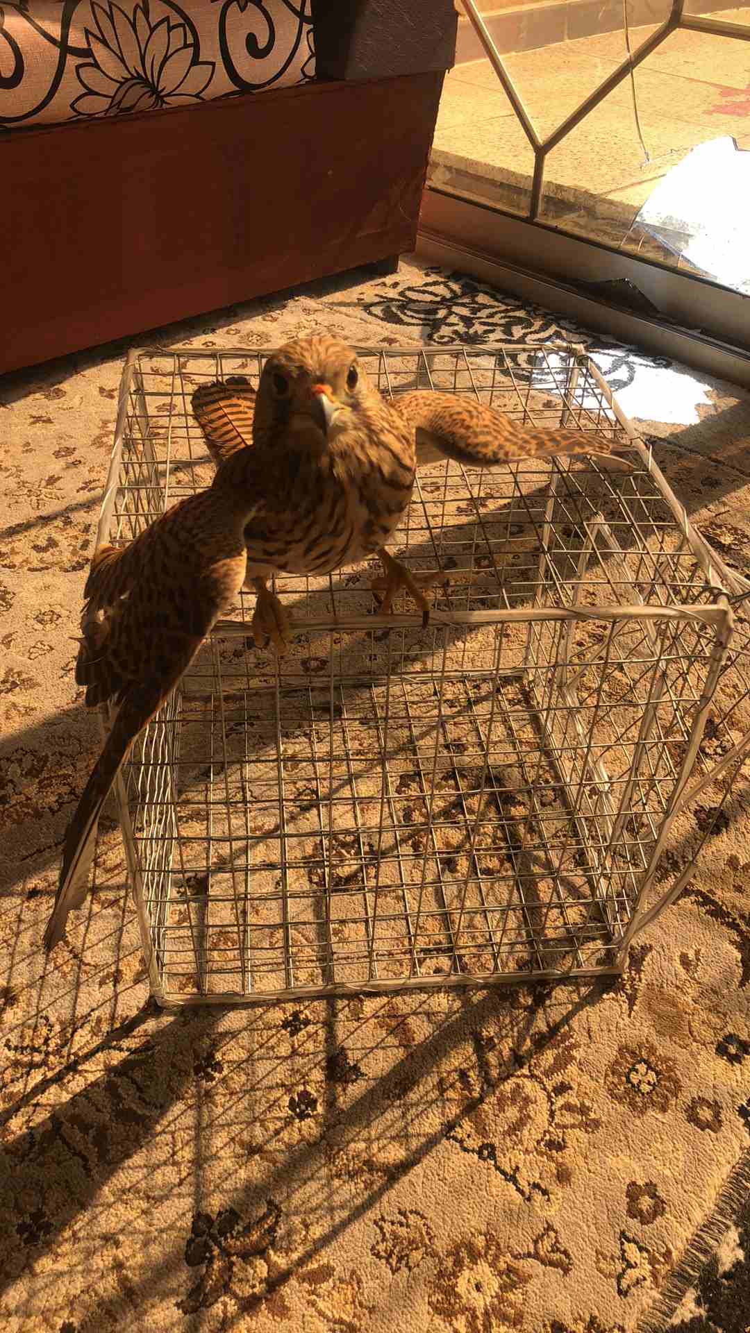 شبوط-شرياص-باشق-وحش للبيع
لا تنسَ أنك شاهدت هذا الإعلان في عنكبوت
البيع لاعلى سومة فقط فالمدينة
س...