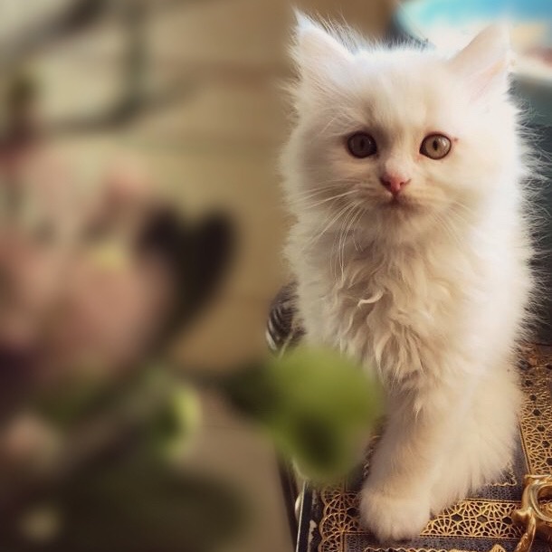 3 انواع كتنز مطعمين ومع جواز سفر- four breeds of kittens for sale
لا تنسَ أنك شاهدت هذا الإعلان في عنكبوت...