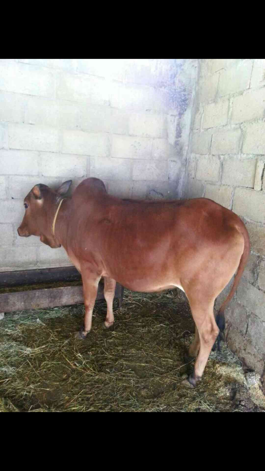 ابو منيف للذبايح                                            


	 				لا تنسَ أنك شاهدت هذا الإعلان في عنكبوت            
	 				
                                يوجد جميع انواع الذبايح 
نعيمي بلدي...