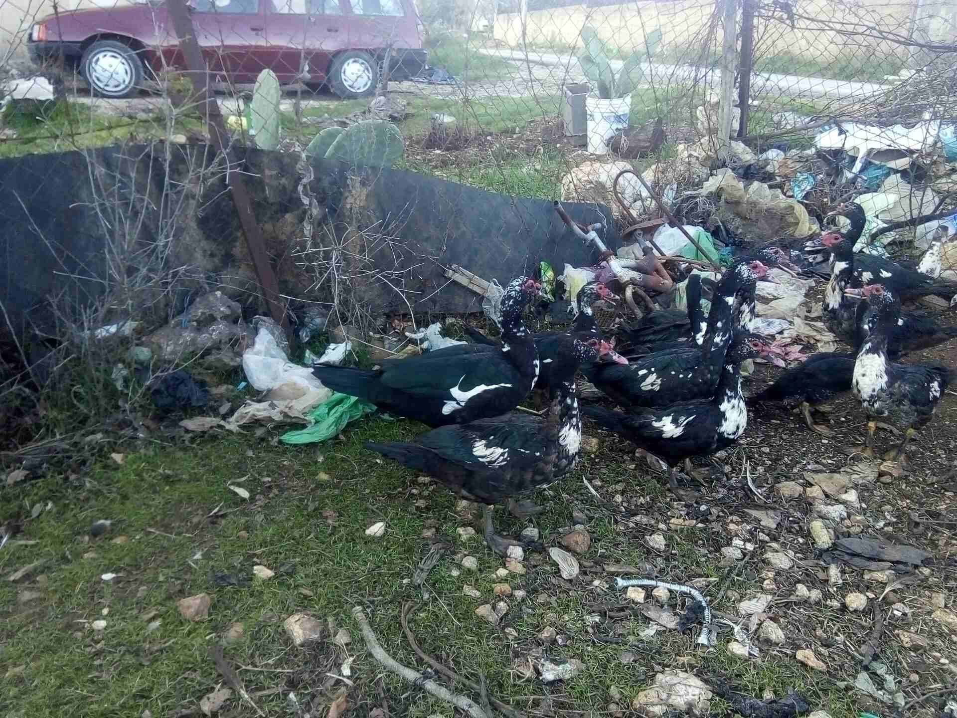 عدد عشرين بطه
لا تنسَ أنك شاهدت هذا الإعلان في عنكبوت
بط مصر للبيع سبع اديوك او اكثر و13بطه الرقم...