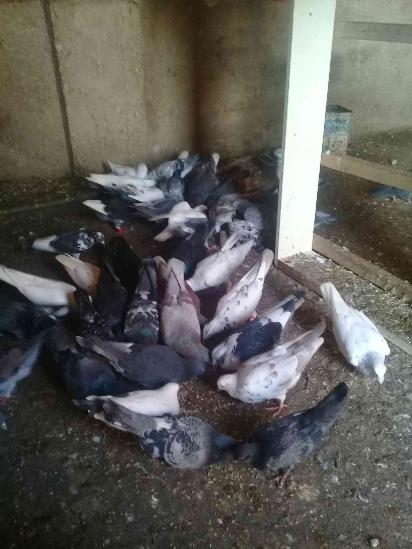 اربد شارع فوعرا                                            


	 				لا تنسَ أنك شاهدت هذا الإعلان في عنكبوت            
	 				
                                27 جوز حمام نضيف مشكل بندوق كلو شغال...