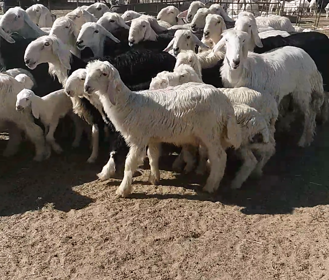 غنم نجد مواليد صنف                                            


	 				لا تنسَ أنك شاهدت هذا الإعلان في عنكبوت            
	 				
                            غنم نجد مطافيل العدد 35راس تحتها 35 
ا...