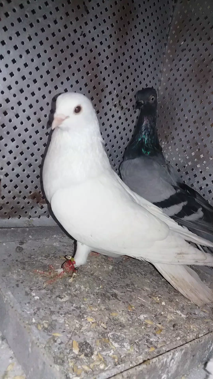 ثلاث حبات فحل شلبي و طيره هنديه ذيل كركند وفحل هندي أول خيره بسعر مغري30 عجلون ص                                            


	 				لا تنسَ أنك شاهدت هذا الإعلان في عنكبوت...