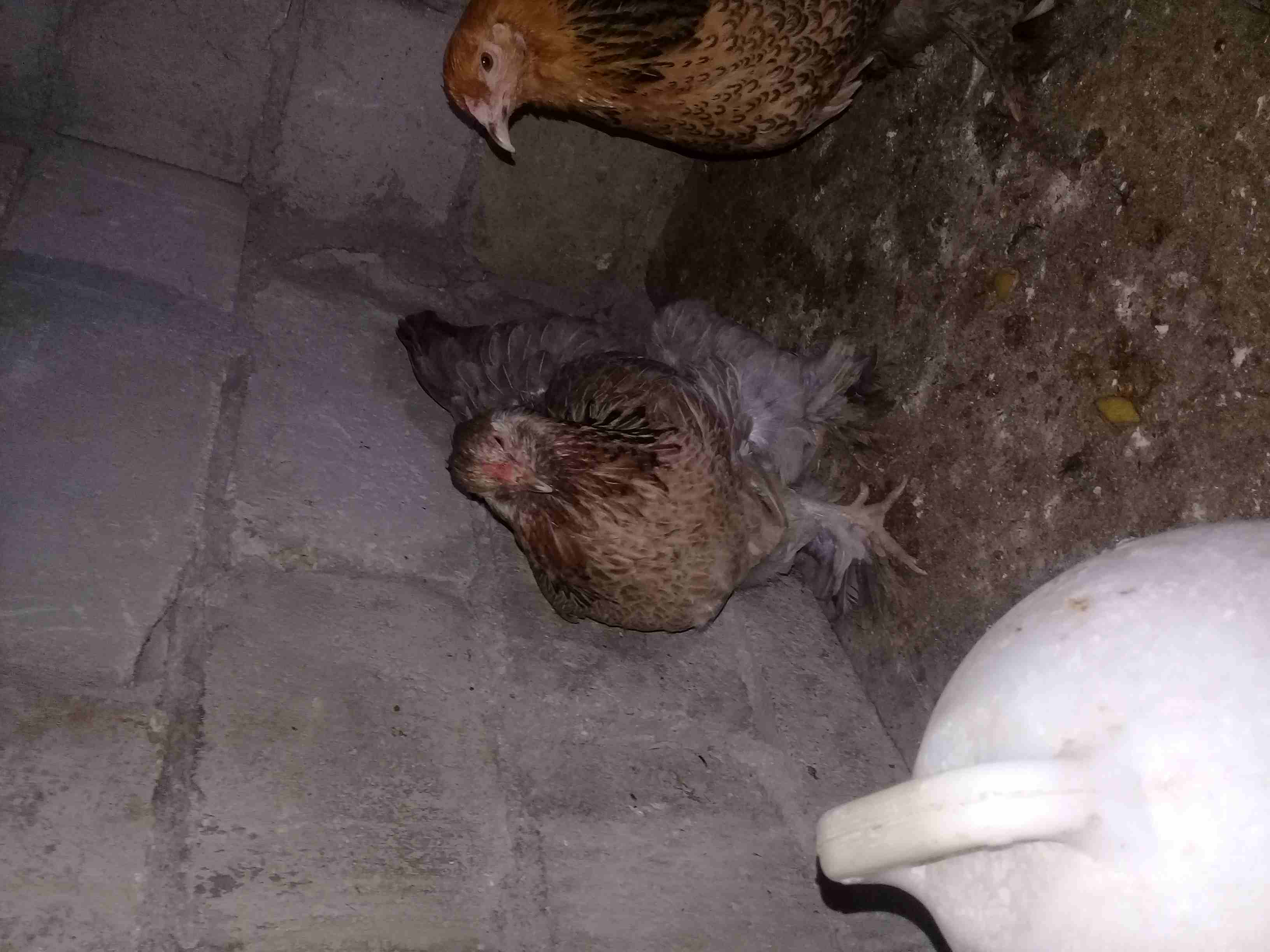 دجاج براهمه للبيع على وجه شغل صحه بالصلاة على النبي
لا تنسَ أنك شاهدت هذا الإعلان في عنكبوت
دجاج...