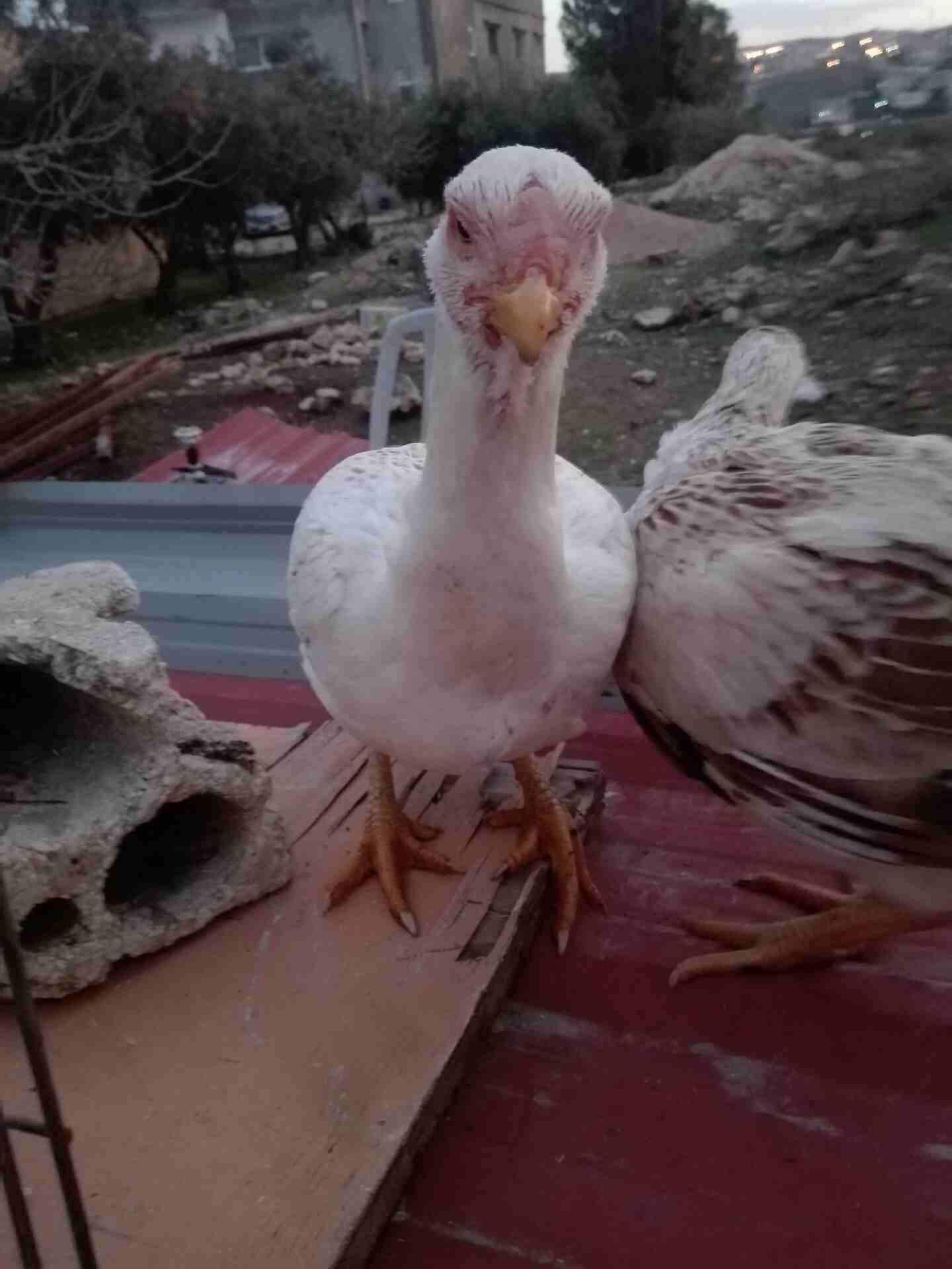 طقم حجازي                                            


	 				لا تنسَ أنك شاهدت هذا الإعلان في عنكبوت            
	 				
                            طقم حجازي اول خيرهم فرختين و ديك...