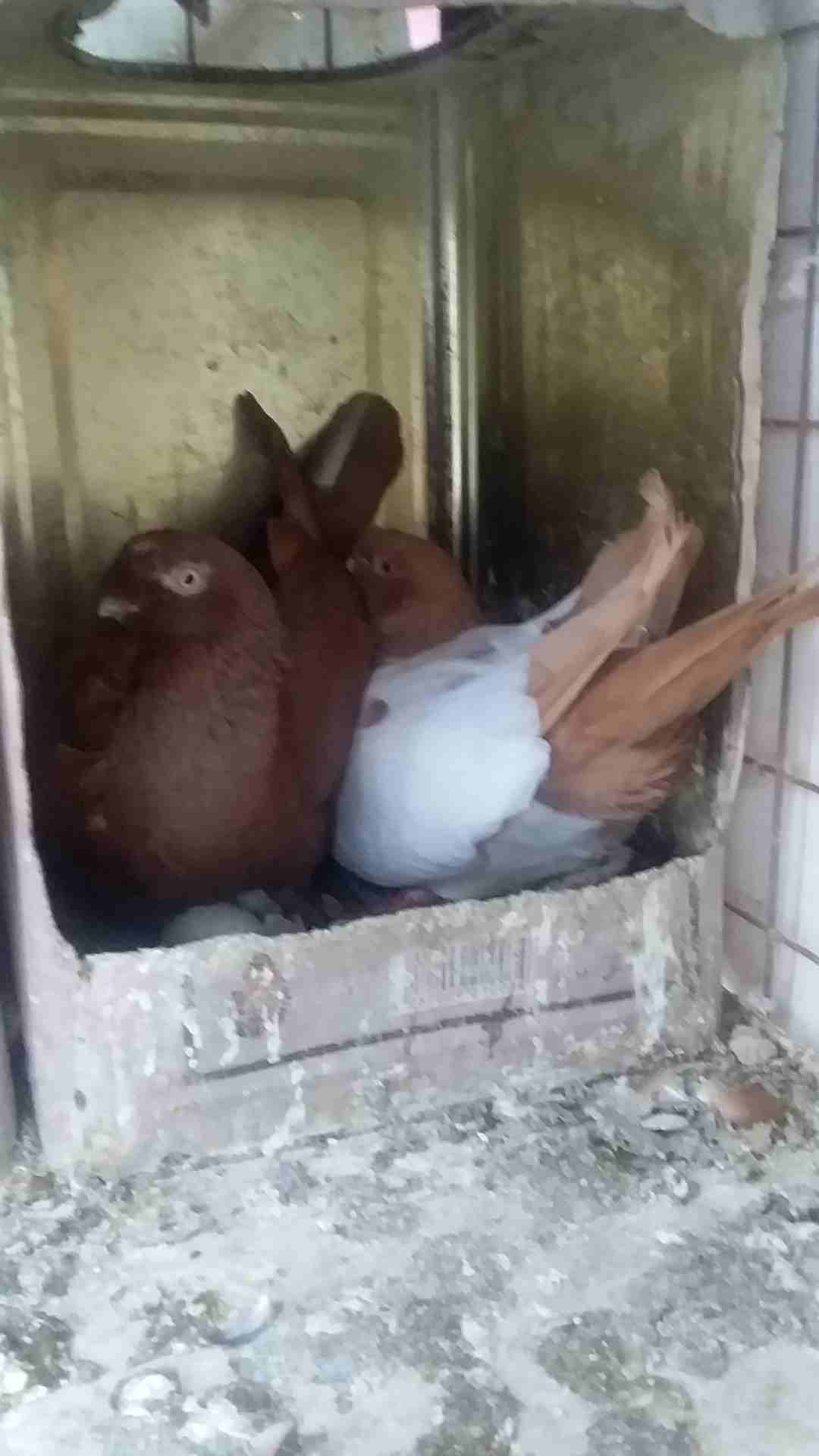 جوزيين للبيع
لا تنسَ أنك شاهدت هذا الإعلان في عنكبوت
شخاشله سود صافيات تحتيهم بيض
فلورات تحتيهم ب...