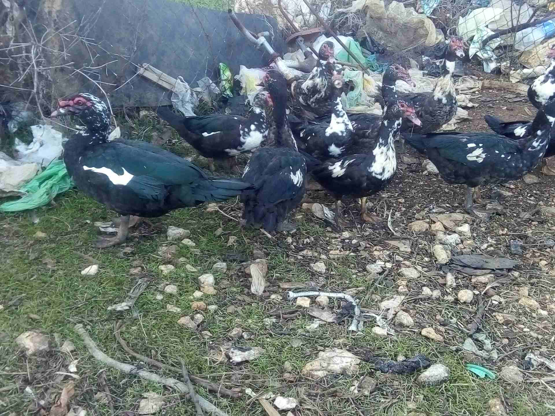عدد عشرين بطه
لا تنسَ أنك شاهدت هذا الإعلان في عنكبوت
بط مصر للبيع سبع اديوك او اكثر و13بطه الرقم...