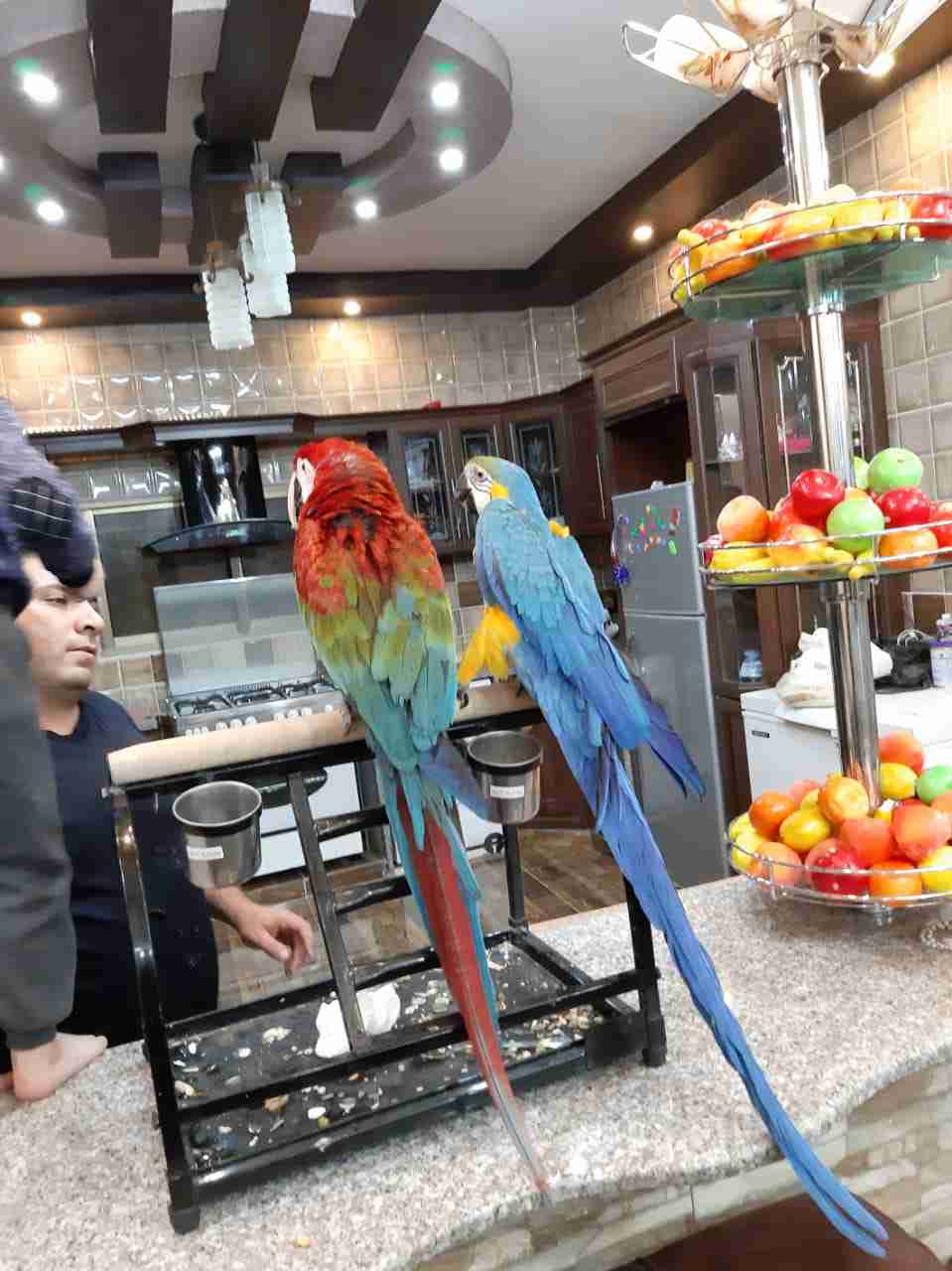 مطلوب ببغاء مكاو احمر وازرق وكوكاتو جميع انواعه0796493788                                            


	 				لا تنسَ أنك شاهدت هذا الإعلان في عنكبوت...