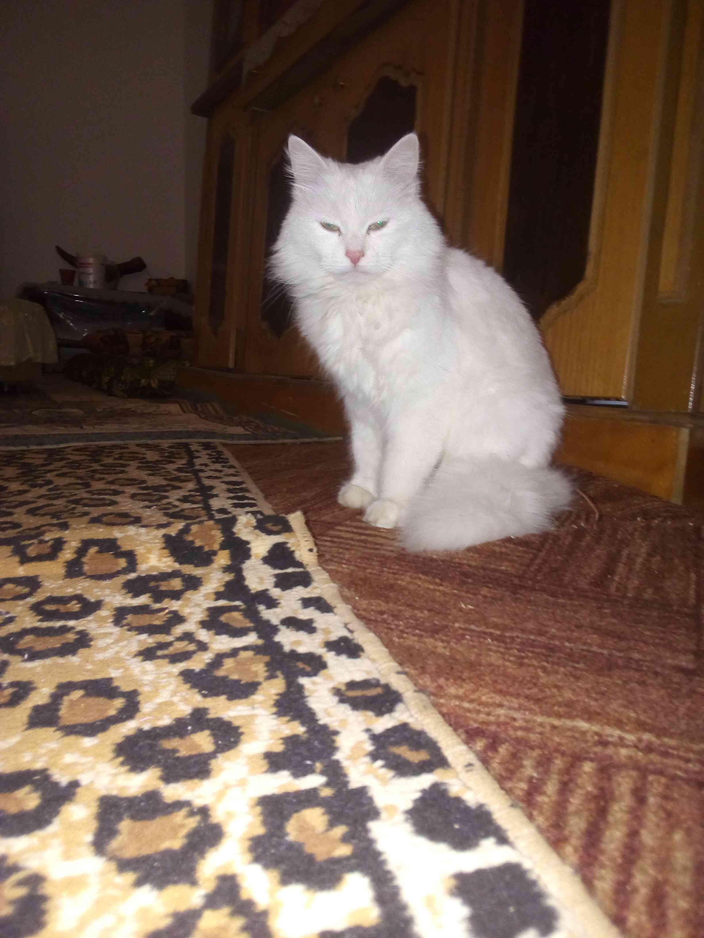 قطه شيرازي لون ابيض مثل القطن مدربه للبيع بسعر مغري جدا تلفون 0780330357
لا تنسَ أنك شاهدت هذا الإعلان في عنكبوت...