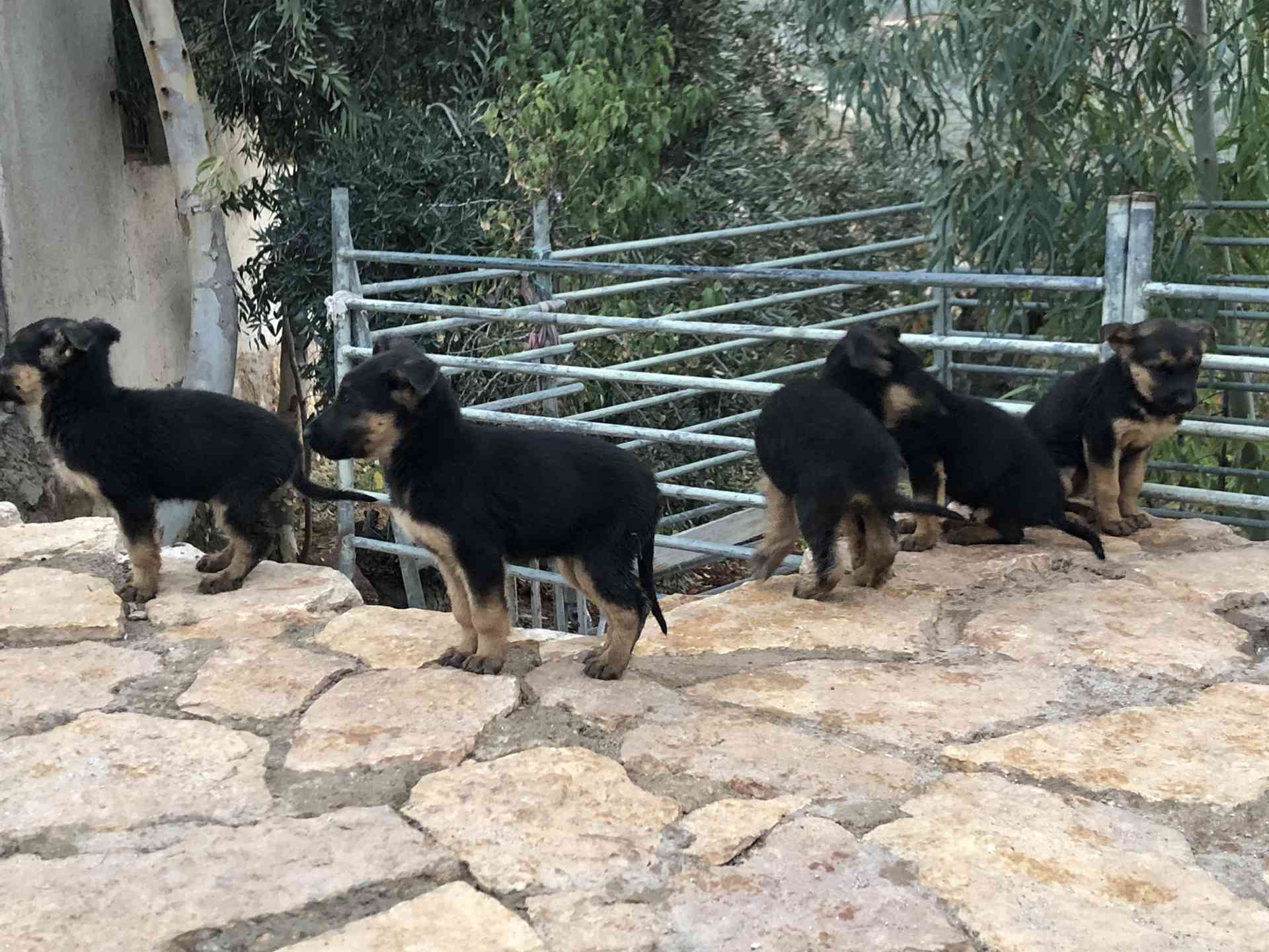 جراو جيرمن شبرد اصلي للبيع
لا تنسَ أنك شاهدت هذا الإعلان في عنكبوت
German Shepherd puppies p...