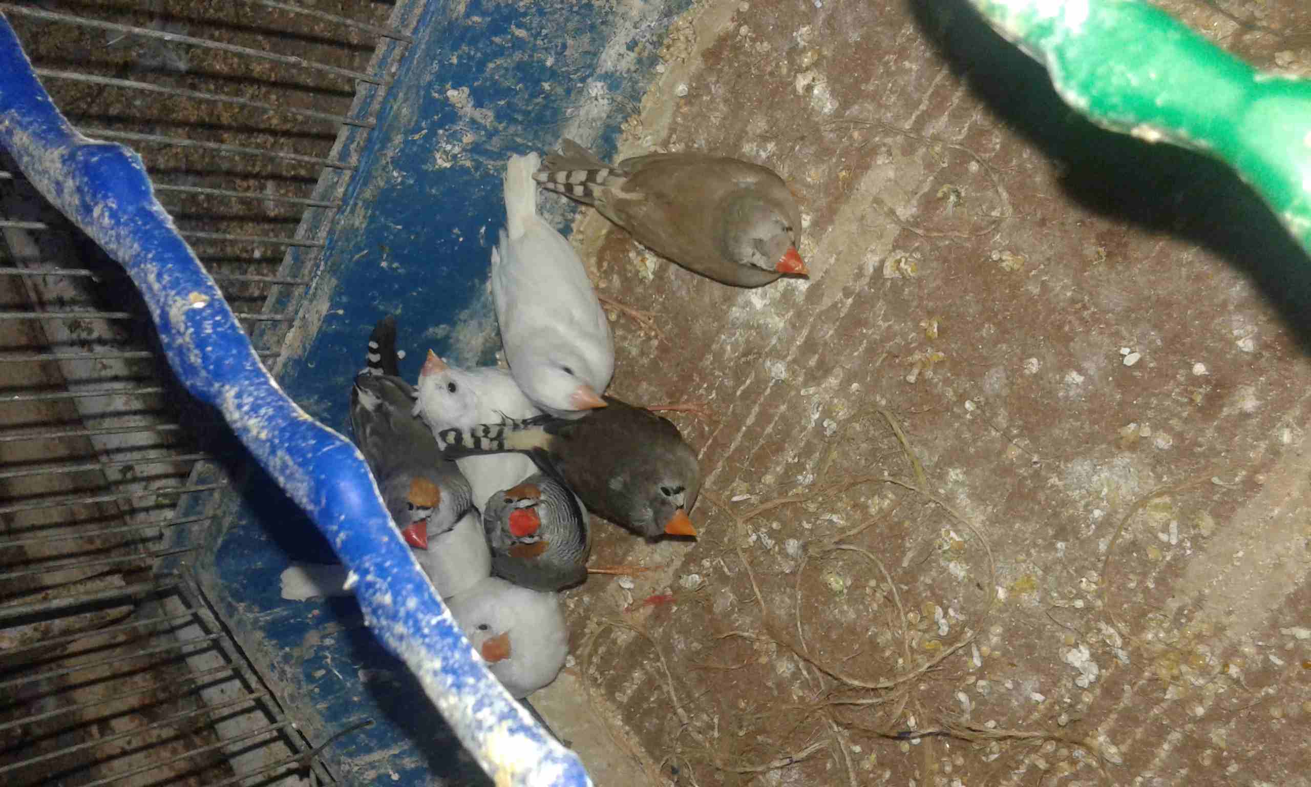 9حبات فنقز 4اناثي مشوشات وذكرين مشوشات و3حبات عاديات كلو تحتو بيض للبيع او البدل
لا تنسَ أنك شاهدت هذا الإعلان في عنكبوت...