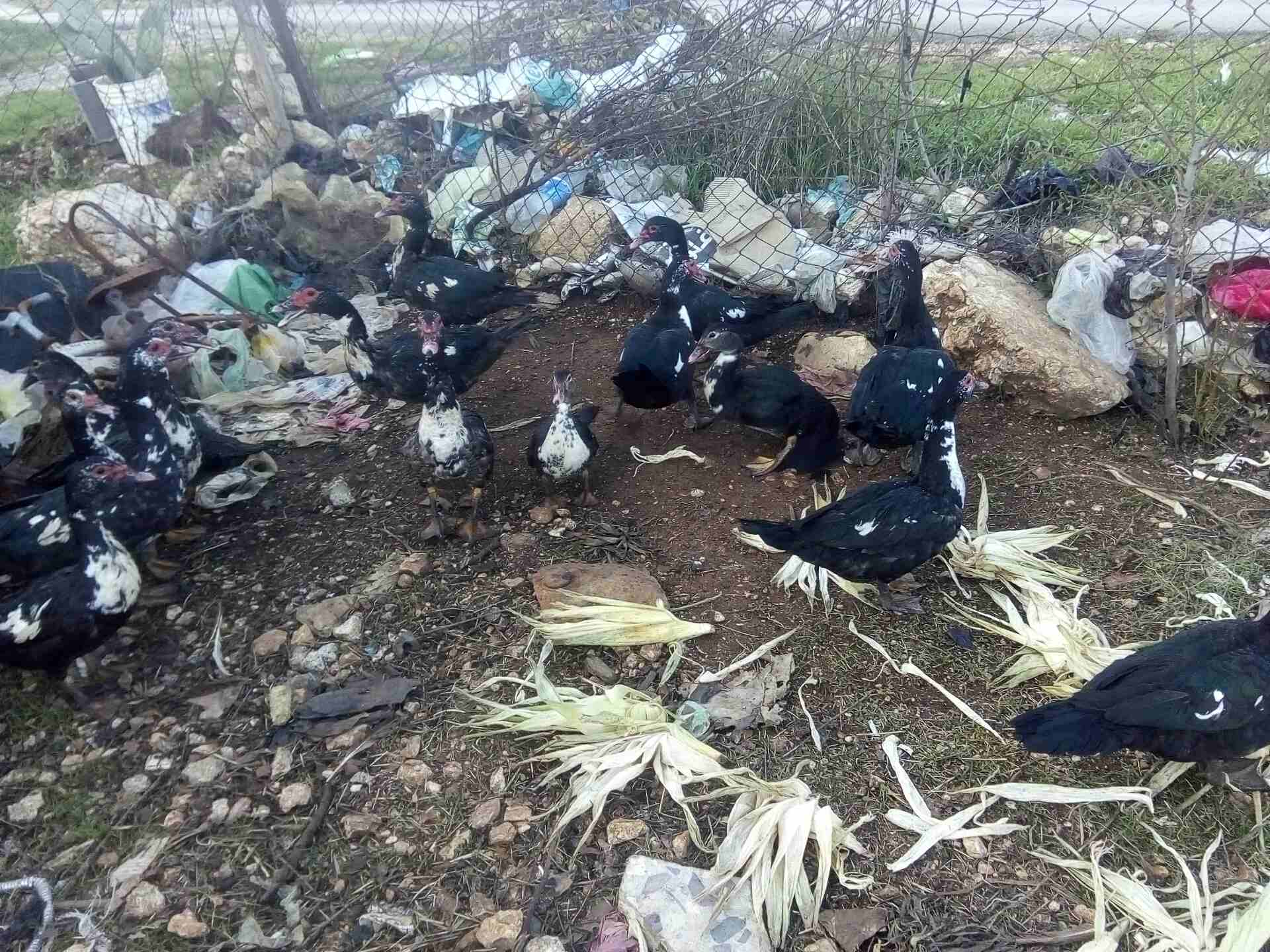 عدد عشرين بطه
لا تنسَ أنك شاهدت هذا الإعلان في عنكبوت
بط مصر للبيع سبع اديوك او اكثر و13بطه الرقم...