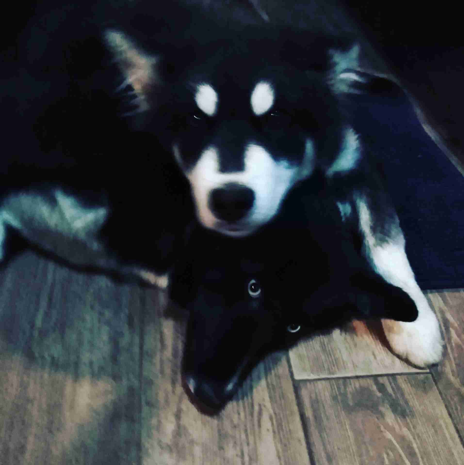 Siberian Husky // هاسكي
لا تنسَ أنك شاهدت هذا الإعلان في عنكبوت
للجادين فقط
العمر: 4.5 شهر...