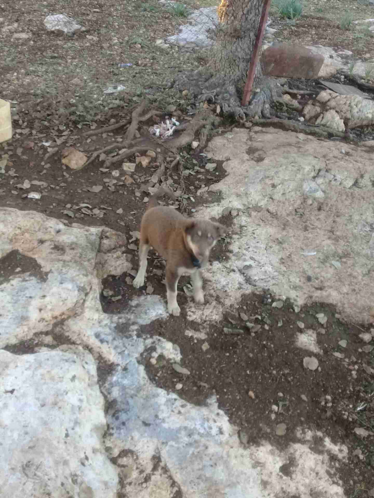 كلاب البيع أو بدال على كلبين شرسا او احمر غنام النواع كلاب هاسكي
لا تنسَ أنك شاهدت هذا الإعلان في عنكبوت
0776536189...