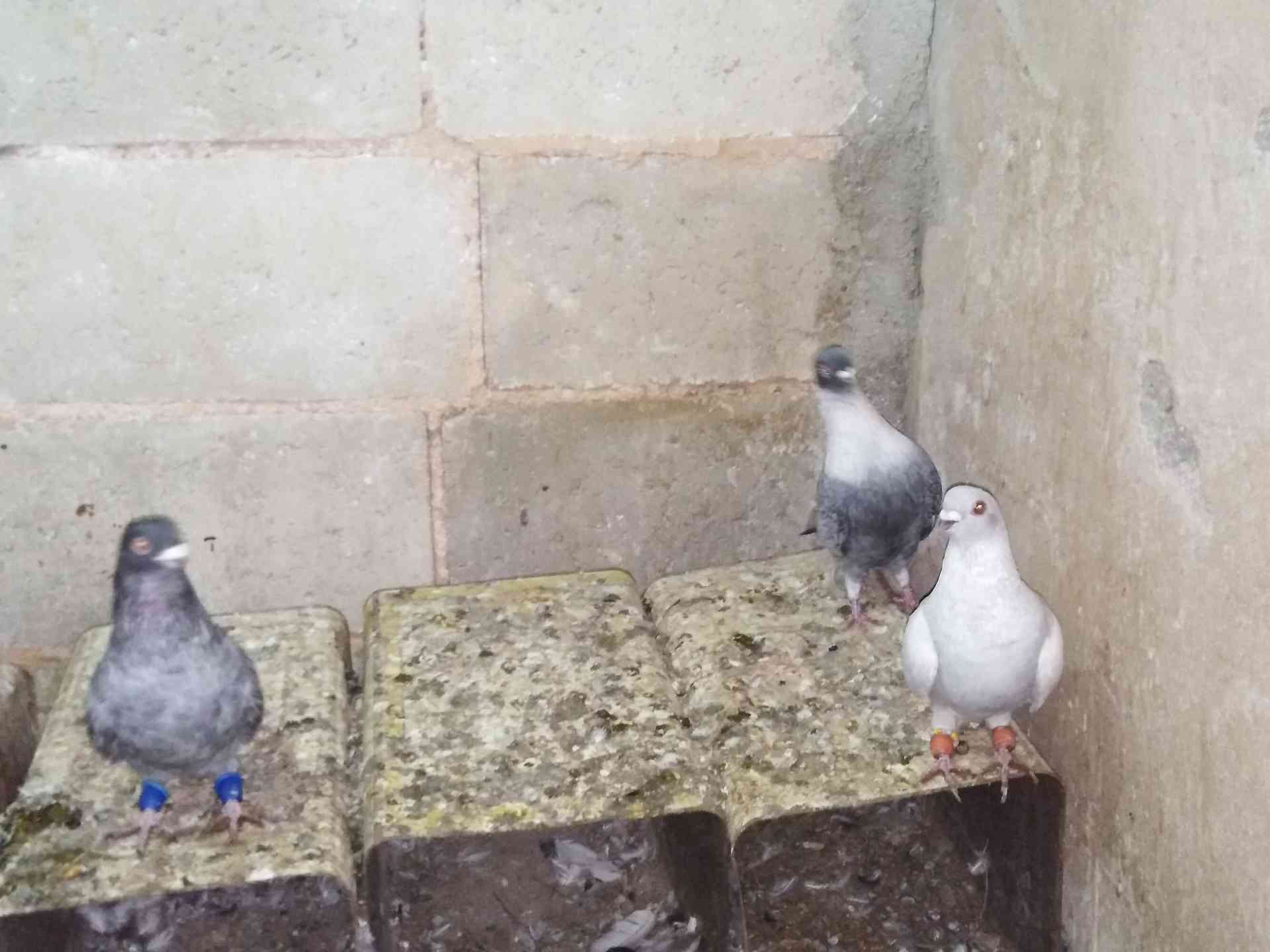 حمام للبيع                                            


	 				لا تنسَ أنك شاهدت هذا الإعلان في عنكبوت            
	 				
                                بسم الله الرحمن الرحيم
9 طيور فيهم جةزين ج...