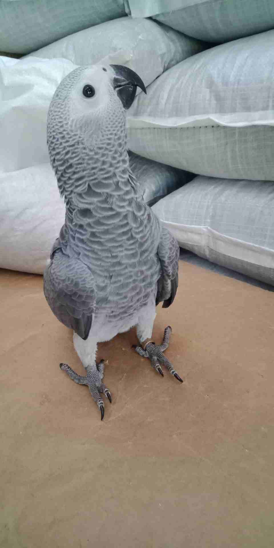 فرخ كاسكو عين سوده طمس مزرعه حجل ذهبي راس طير حجم جامبو ثوب ثلجي جناح كامل صحه
لا تنسَ أنك شاهدت هذا الإعلان في عنكبوت...