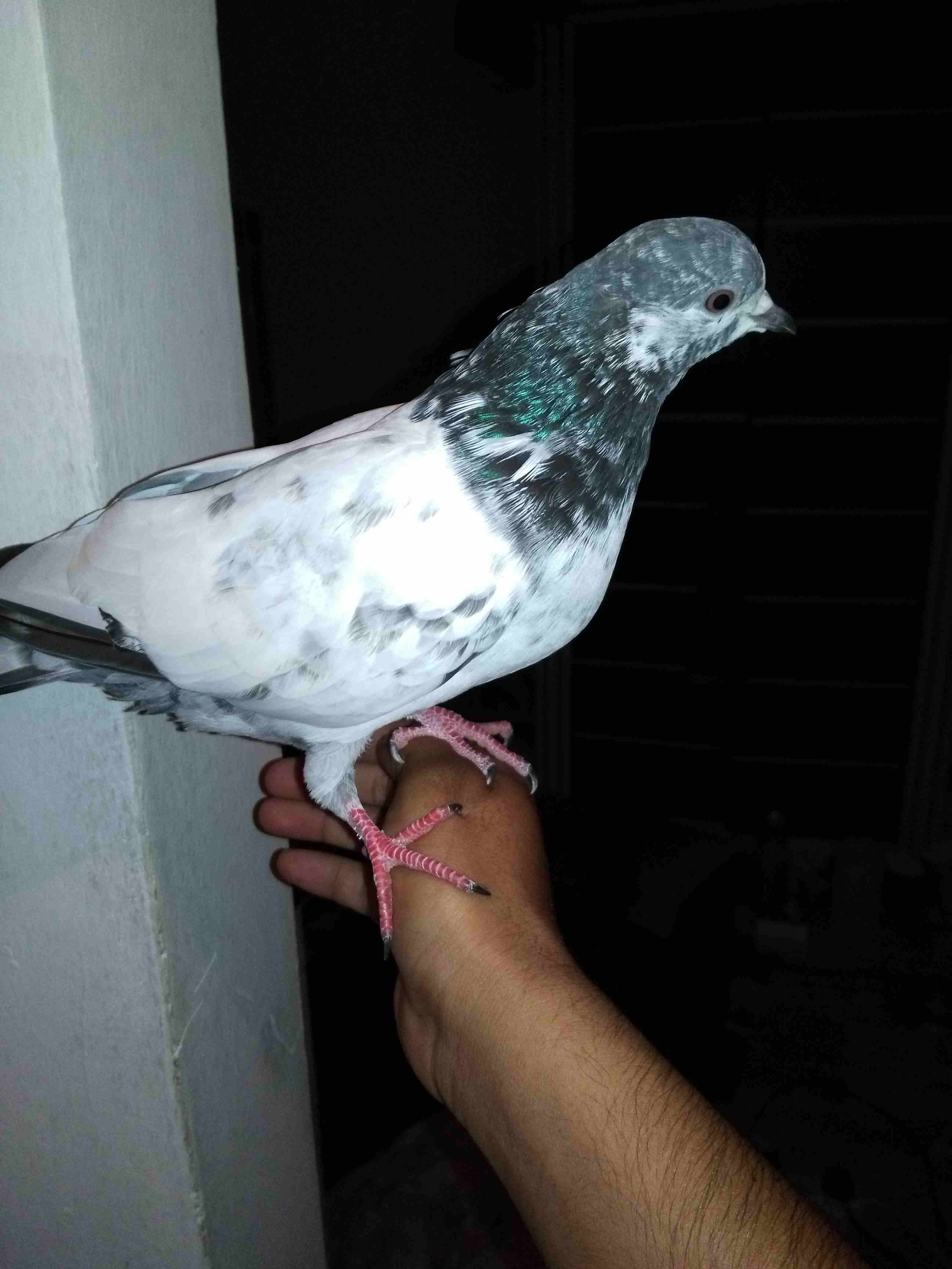 i want sale my pigeon                                            


	 				لا تنسَ أنك شاهدت هذا الإعلان في عنكبوت            
	 				
                            If any one want buy hand time pigeo...