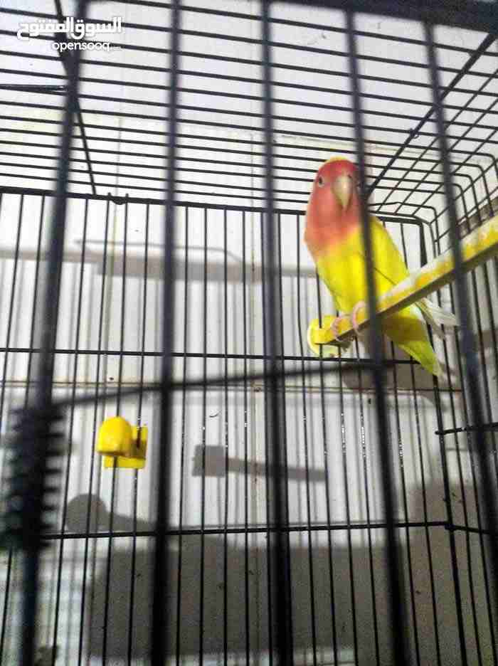 فيشر ازرق وحبة روز اصفر وراس احمر                                            


	 				لا تنسَ أنك شاهدت هذا الإعلان في عنكبوت            
	 				
                            البيع بدون قفص 
جوز الف...