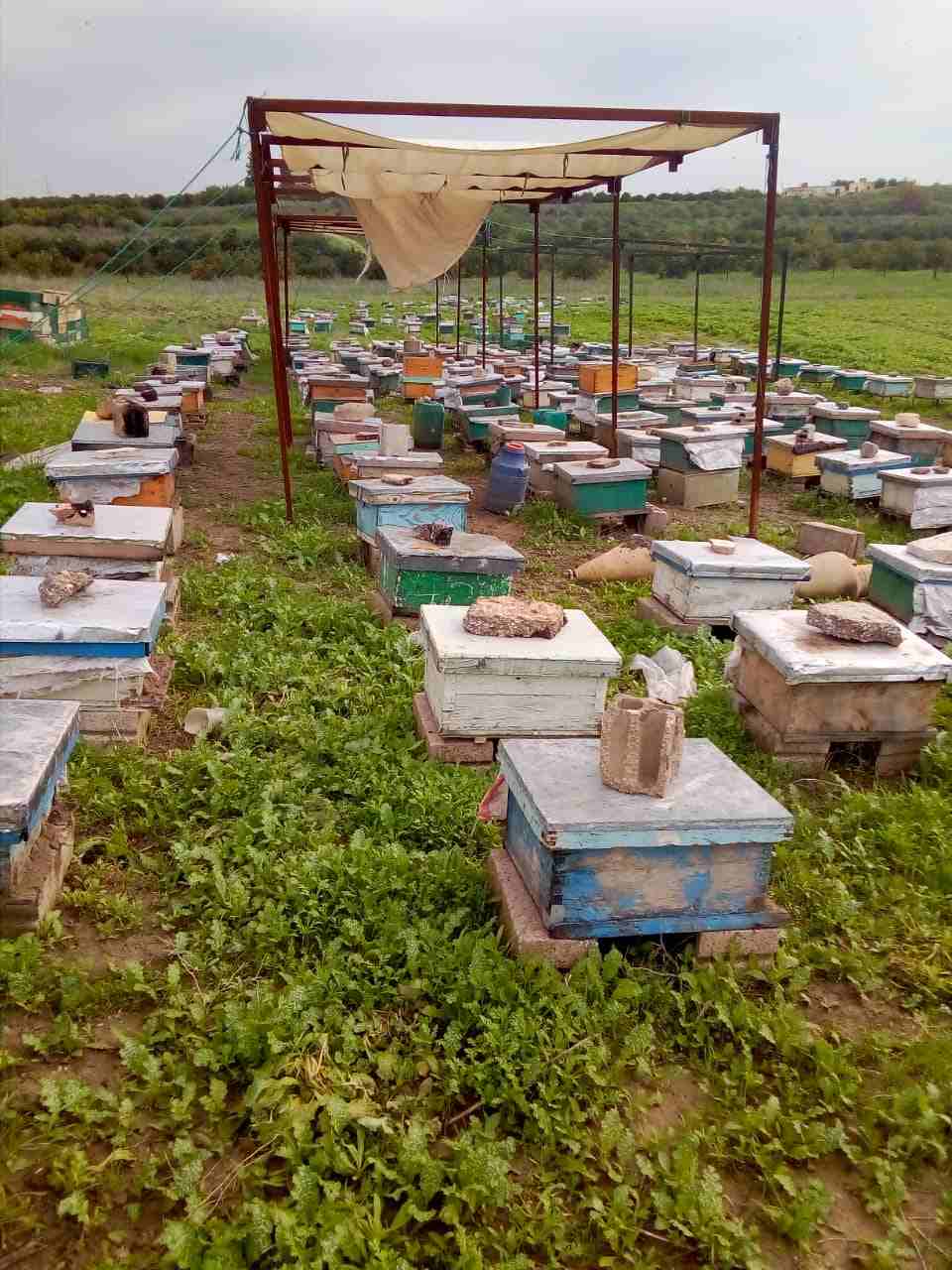 عسل من نهر الأردن الأغوار الشماليه
لا تنسَ أنك شاهدت هذا الإعلان في عنكبوت
عسل حمضيات
عسل السدر...