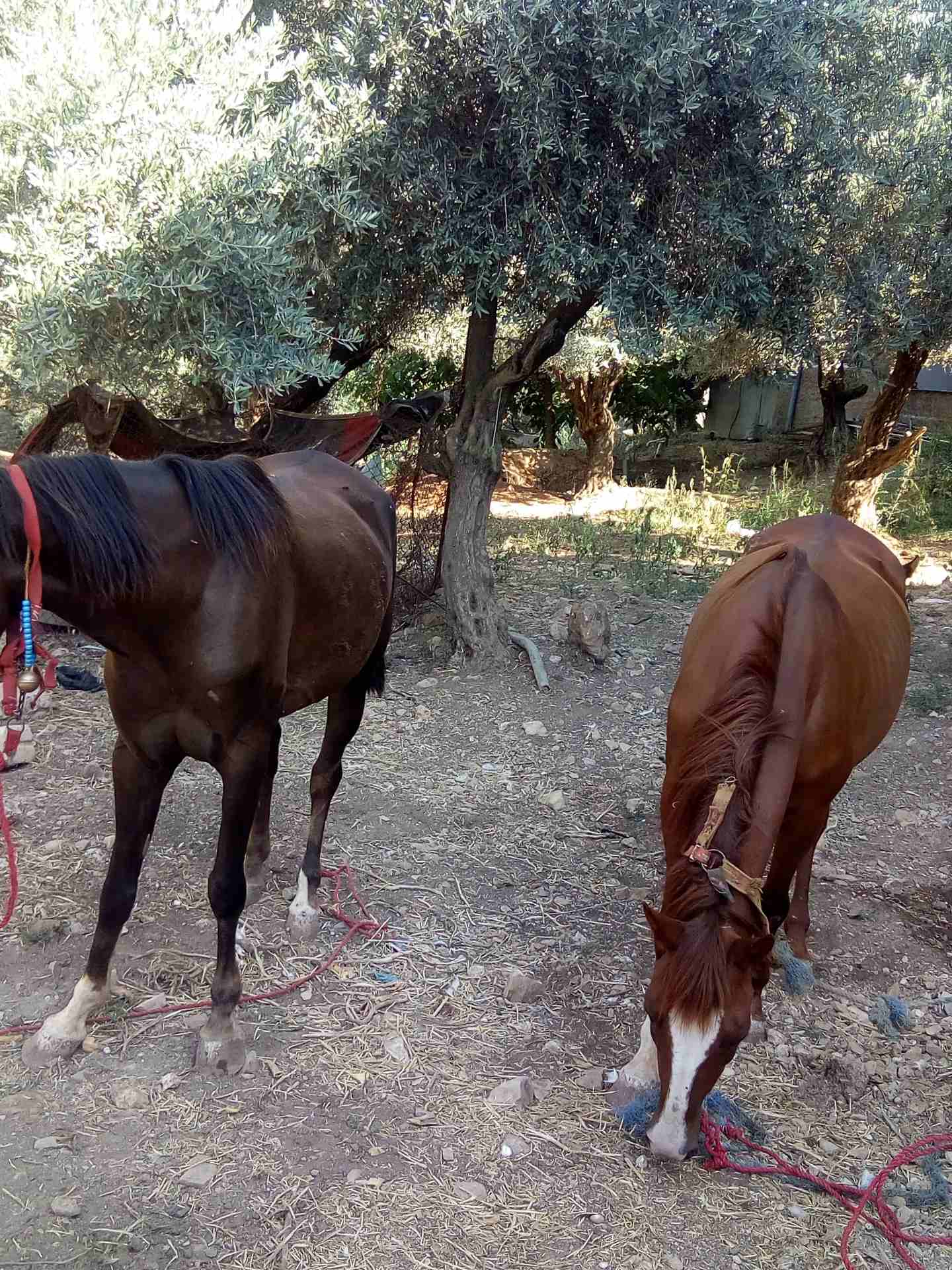 السوق المفتوح
لا تنسَ أنك شاهدت هذا الإعلان في عنكبوت
شقراء عماله سوداء عماله مراجعة محمد المومني...