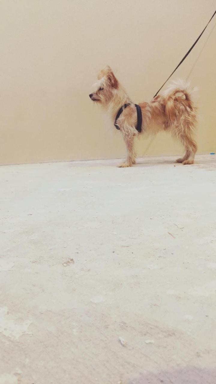 كلب للبيع فرنسي
لا تنسَ أنك شاهدت هذا الإعلان في عنكبوت
كلب فرنسي دلع للبيع سليم ونضيف يعرف ا...