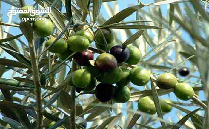 ولله زيت نضيف الله شاهد    ...افحص واشتري                                            


	 				لا تنسَ أنك شاهدت هذا الإعلان في عنكبوت            
	 				
                                خالي من الغ...