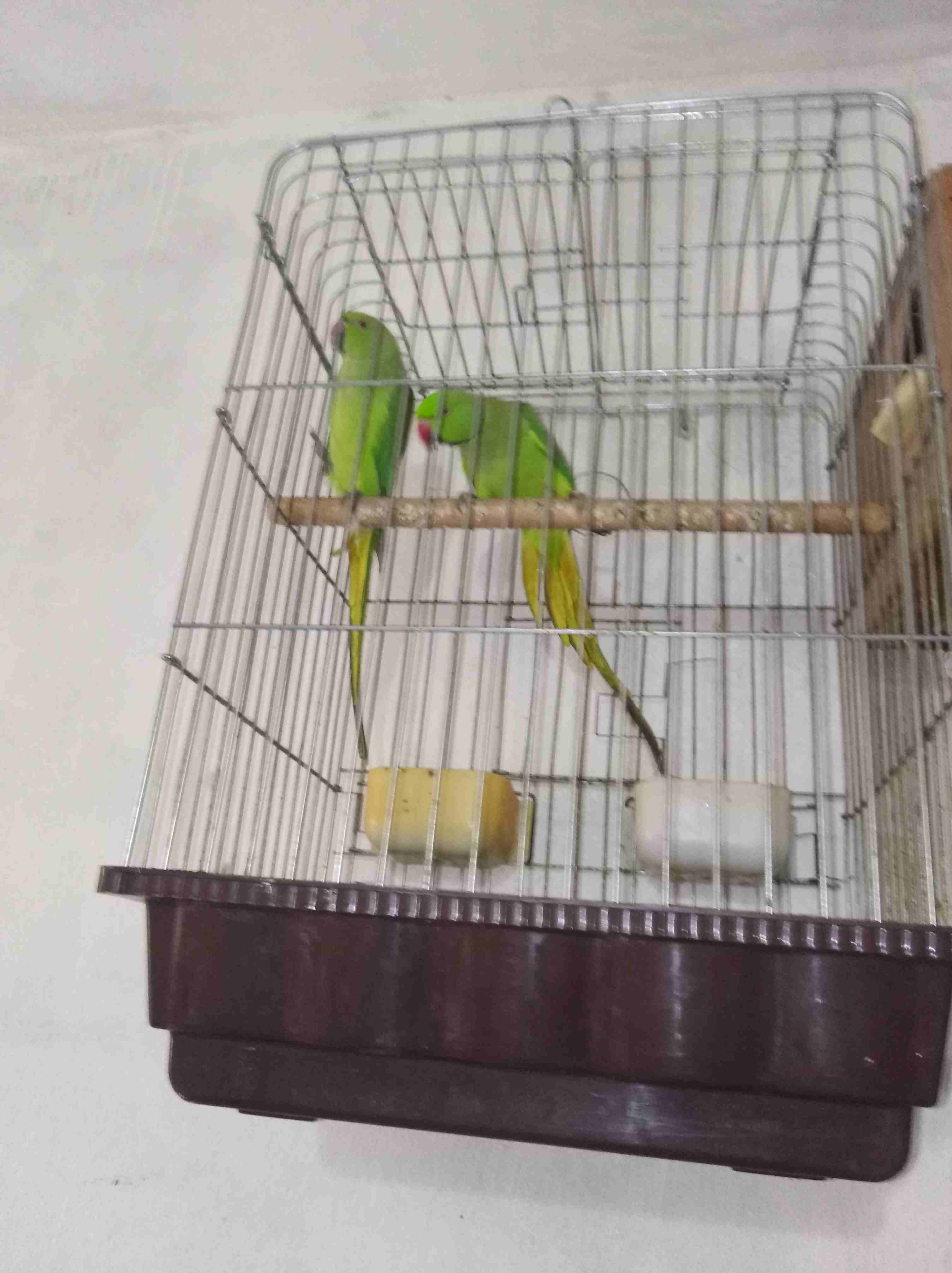جوز ببغاء دره بلدييييي منقار احمر اليفااااااات الفحل بخبص حكي مش مفهوم طير ذكي
لا تنسَ أنك شاهدت هذا الإعلان في عنكبوت...