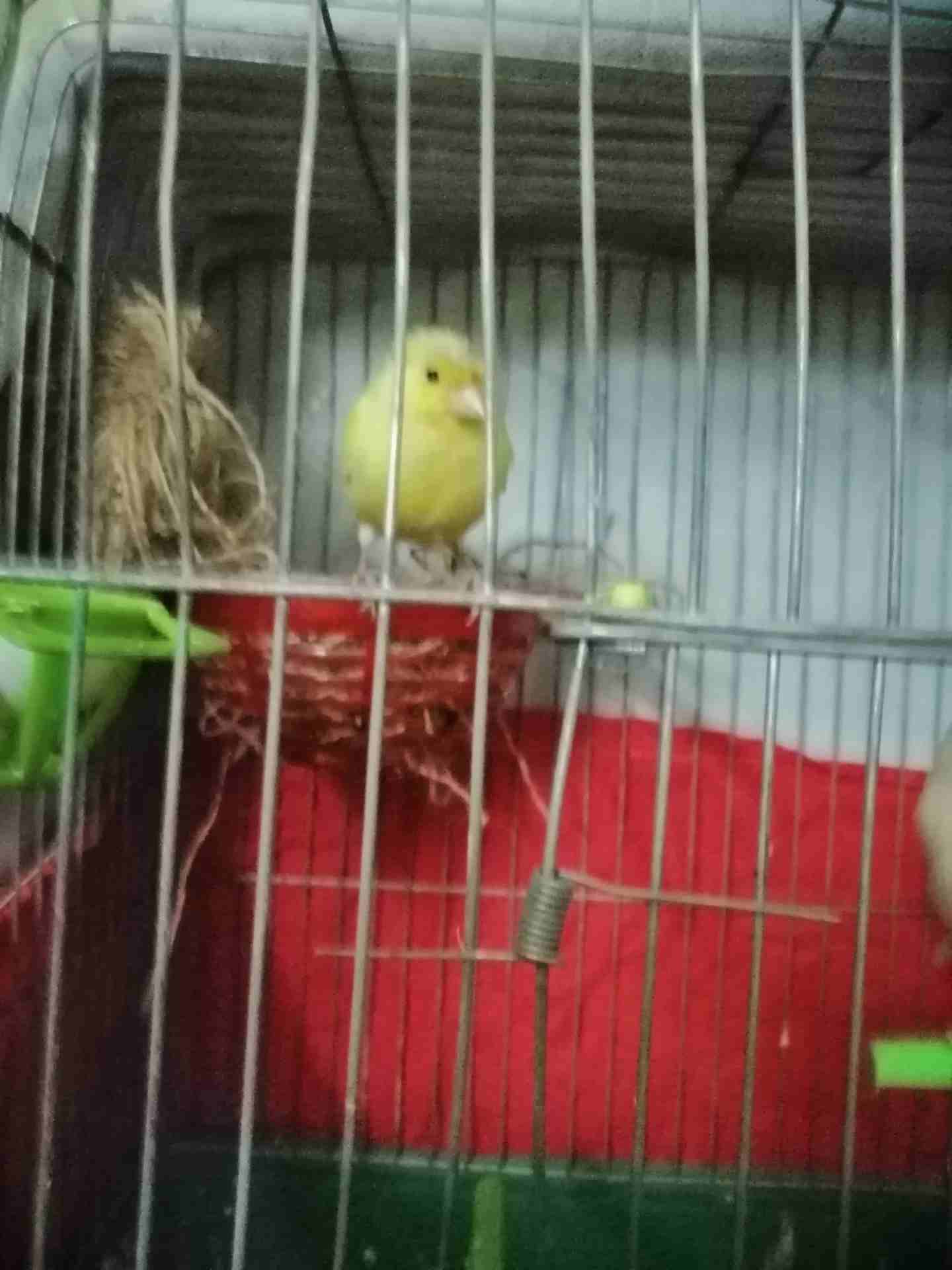 جوز ميزوك
لا تنسَ أنك شاهدت هذا الإعلان في عنكبوت
ذكر ميزوك اصفر مع ابيض زي نار
مع انثَي جزري مقن...