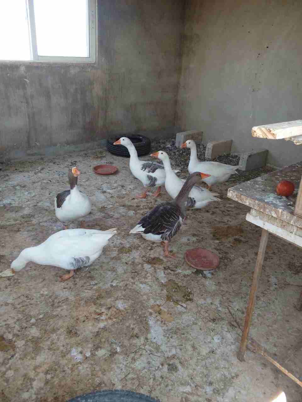 اوز جامبو
لا تنسَ أنك شاهدت هذا الإعلان في عنكبوت
للبيع 6وزات ذكر وانثى و 4 فراخ عمر الحبه 9 شهو...