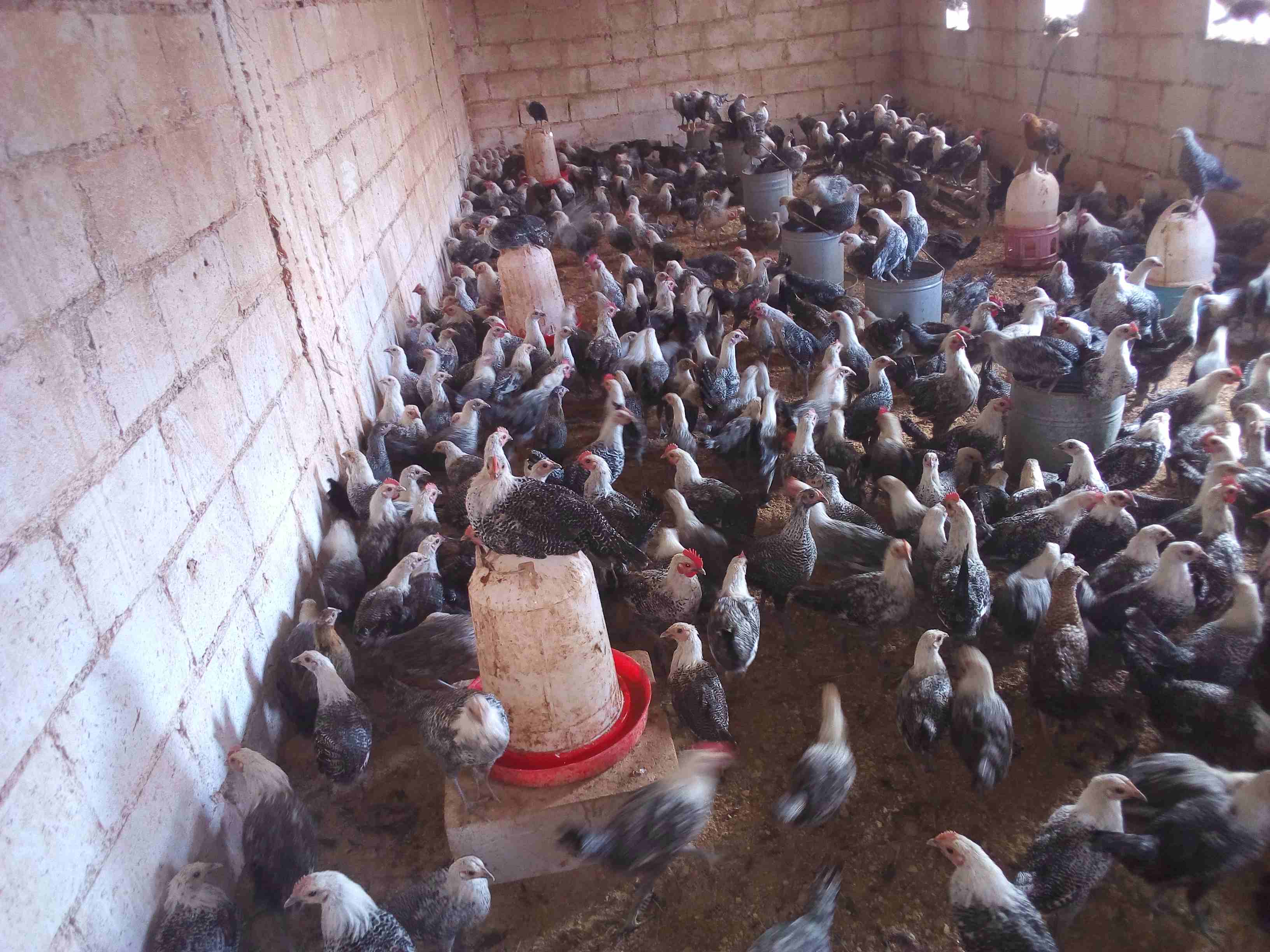 فراخ فيومي لقطه وصيده
لا تنسَ أنك شاهدت هذا الإعلان في عنكبوت
موجود 150 ديك و60 فرخه فيومي
الع...