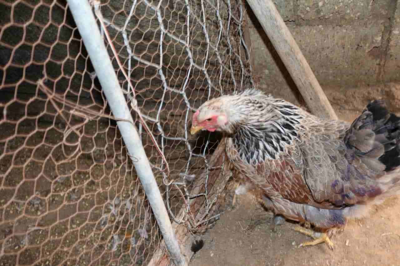 دجاج براهما
لا تنسَ أنك شاهدت هذا الإعلان في عنكبوت
اكسب الصلاة على النبي - صلى الله عليه وسلم -...