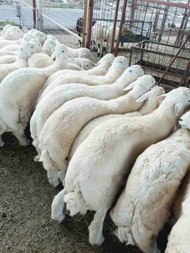 طليان حريه ذبايح جبره ووسط(ثلاجه ضيوف)
لا تنسَ أنك شاهدت هذا الإعلان في عنكبوت
بسم الله الرحمن ال...