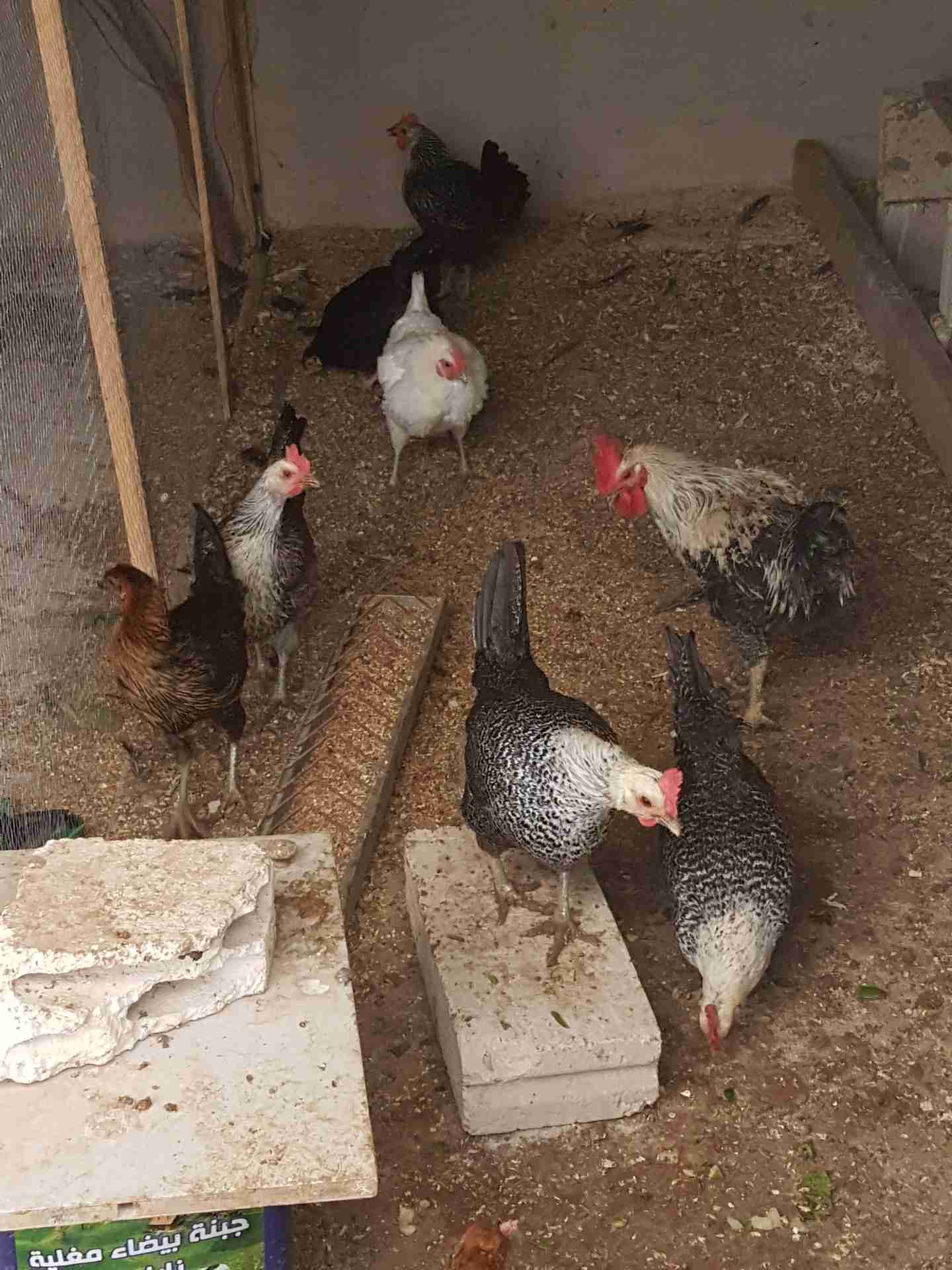 دجاج فيومي                                            


	 				لا تنسَ أنك شاهدت هذا الإعلان في عنكبوت            
	 				
                                3 دجاجات عمر سنه بداية بيض .. صحه ونظافه و...