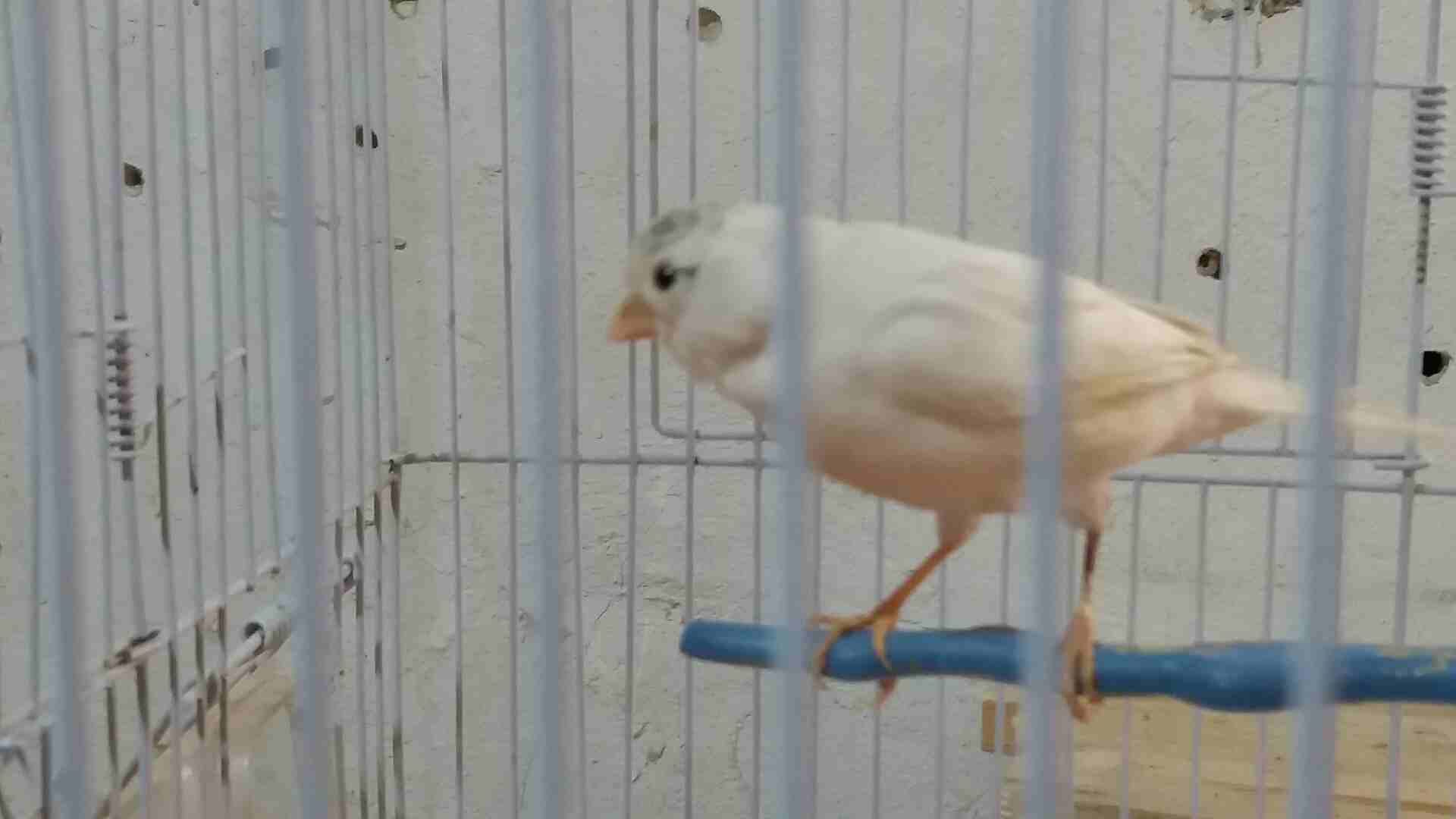 جوز موردي جاهزات طيراه بيضه جهز                                            


	 				لا تنسَ أنك شاهدت هذا الإعلان في عنكبوت            
	 				
                            جوز موردي جهازين بلفو عوش...