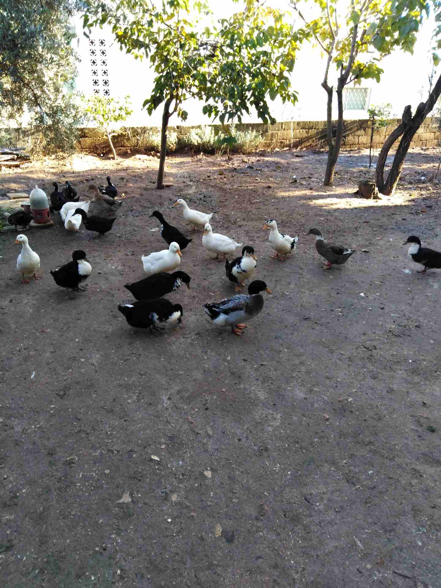 بط بالزوج.. ذكور واناث
لا تنسَ أنك شاهدت هذا الإعلان في عنكبوت
عمر 4 شهور.. ع وجه وضع بيض.. الزوج...