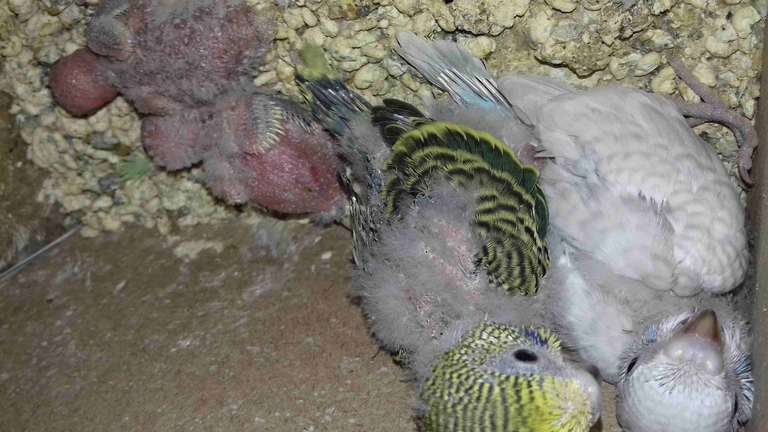 جوز حب شغال مع فراخه
لا تنسَ أنك شاهدت هذا الإعلان في عنكبوت
جوز حب مع 4 فراخ وقفصهم وكوخهم كما ب...