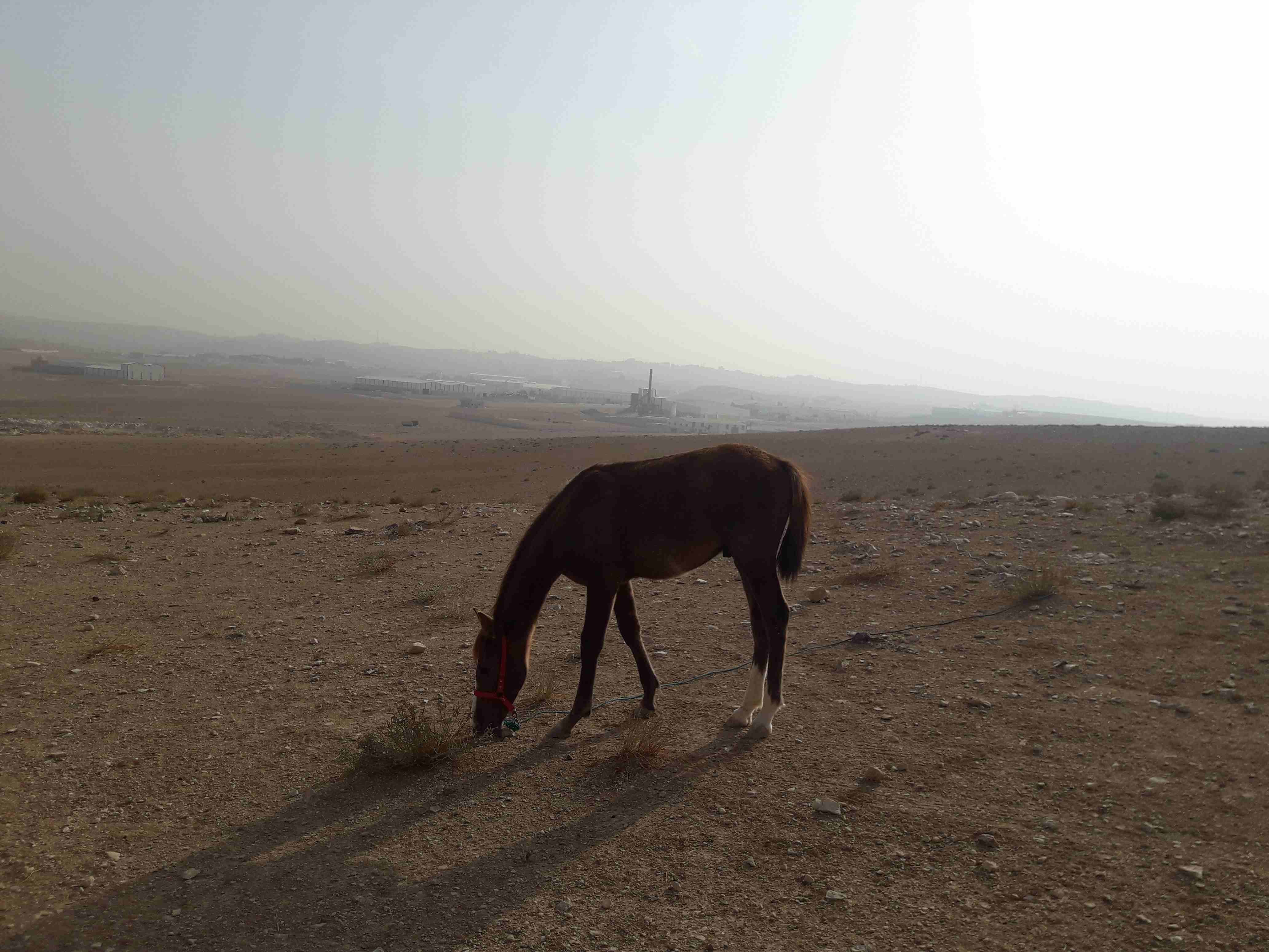مهر للبدل على غنم                                            


	 				لا تنسَ أنك شاهدت هذا الإعلان في عنكبوت            
	 				
                            مهر عمره 8 شهور ما شاء الله عليه  . نظي...