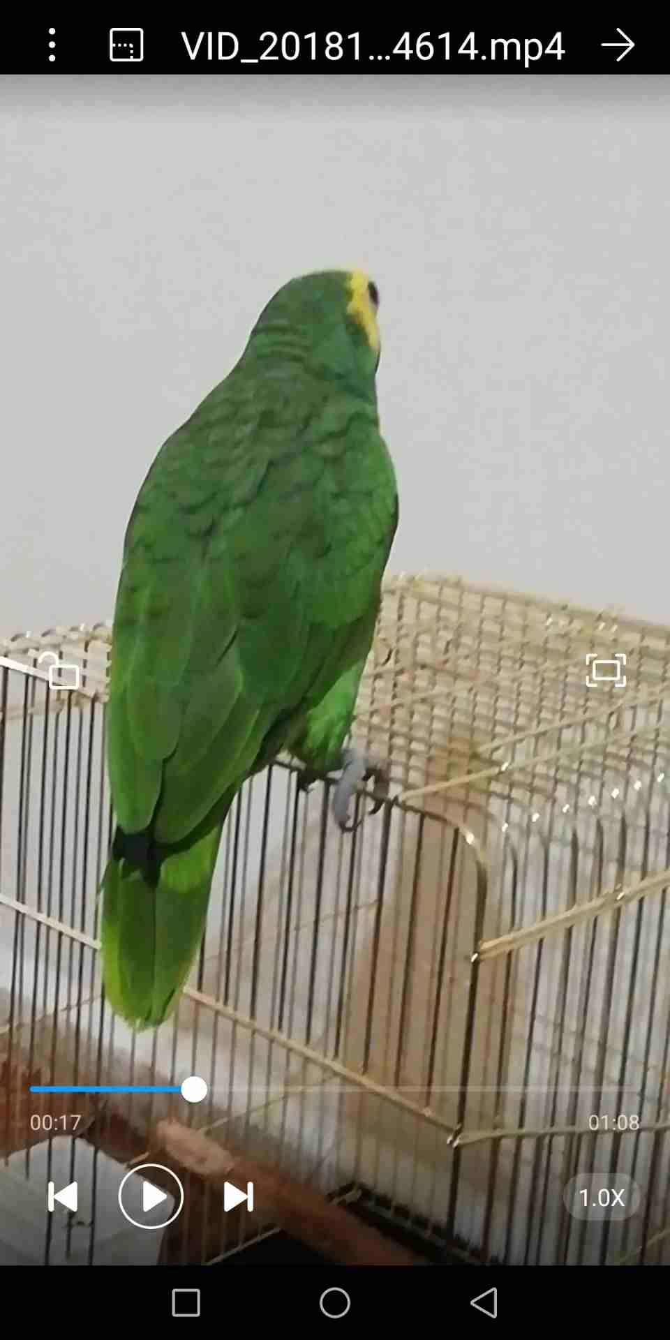 ببغاء امازوني بلوفرنتد جاكو مزرعه
لا تنسَ أنك شاهدت هذا الإعلان في عنكبوت
يسعد مساكم صلو على النب...