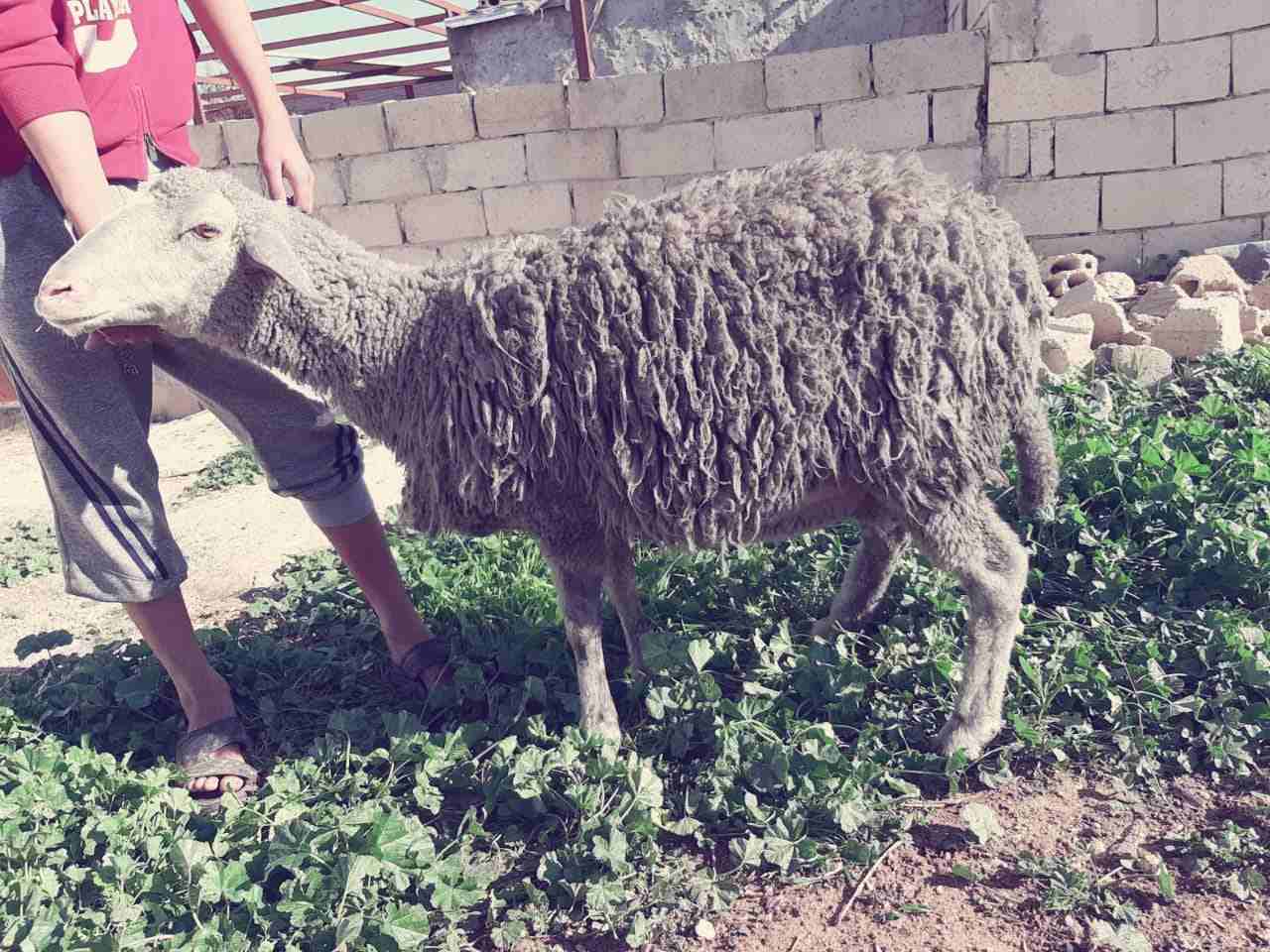 نعاج عساف اصلي للبيع او للبدل عل باص)(انا مجرد ناشر لا اتابع تعليقات)
لا تنسَ أنك شاهدت هذا الإعلان في عنكبوت...