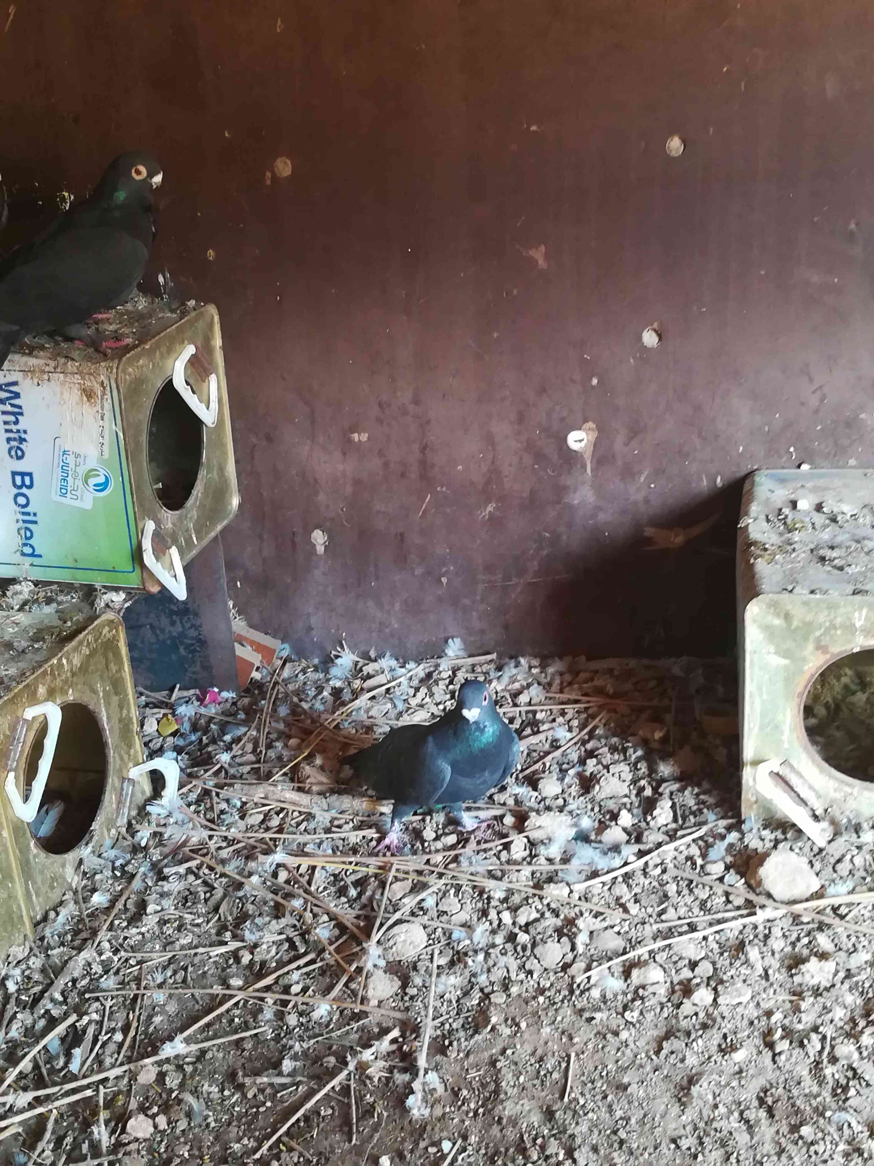 4فحول طيور حمام للبيع بسعر حرق
لا تنسَ أنك شاهدت هذا الإعلان في عنكبوت
للبيع أو بدل على بوازج...