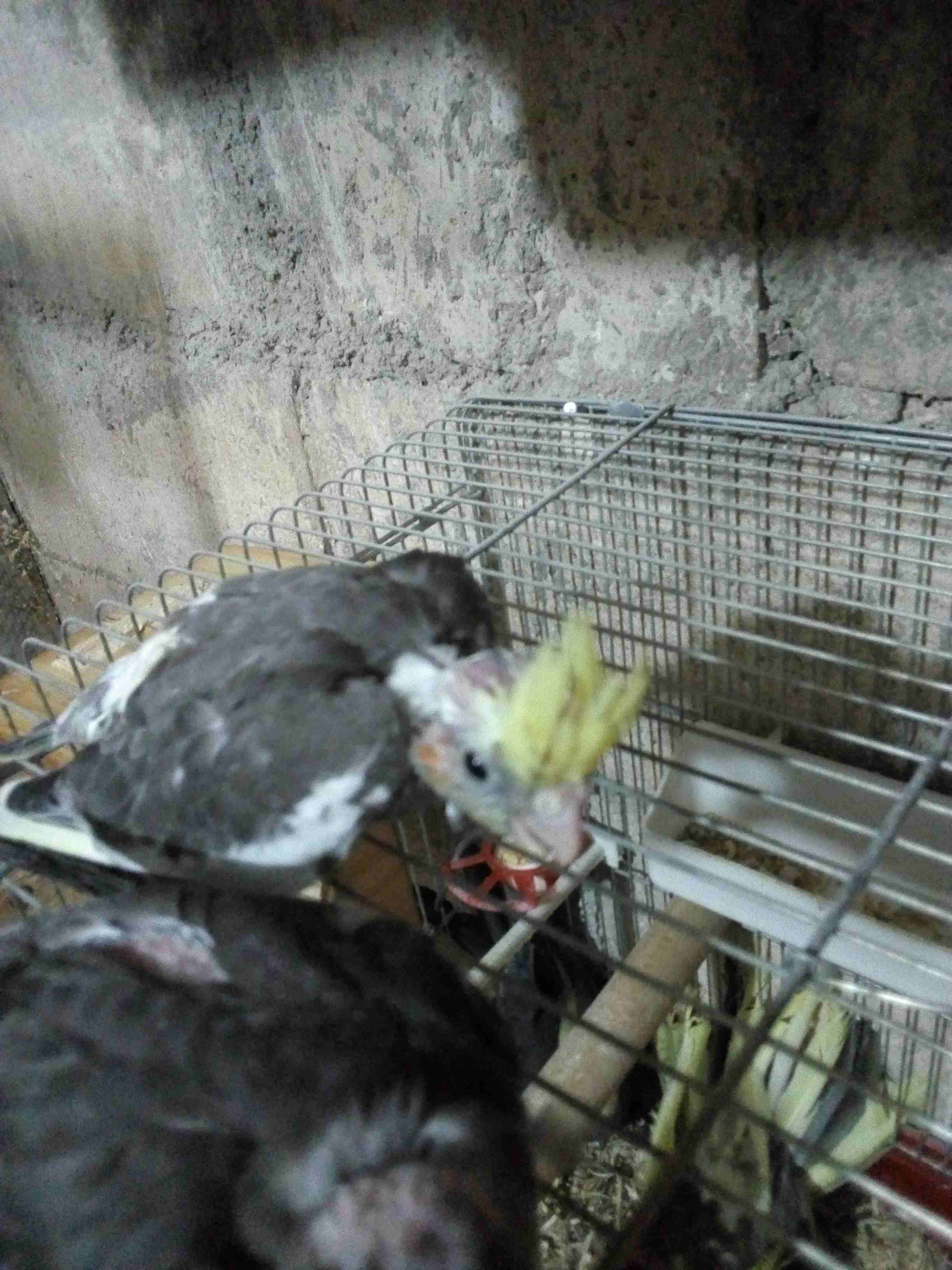 جوز كوكتيل تحتيهم فراخ ، وبايضات لبطن جديد ما شاء الله
لا تنسَ أنك شاهدت هذا الإعلان في عنكبوت
بس...