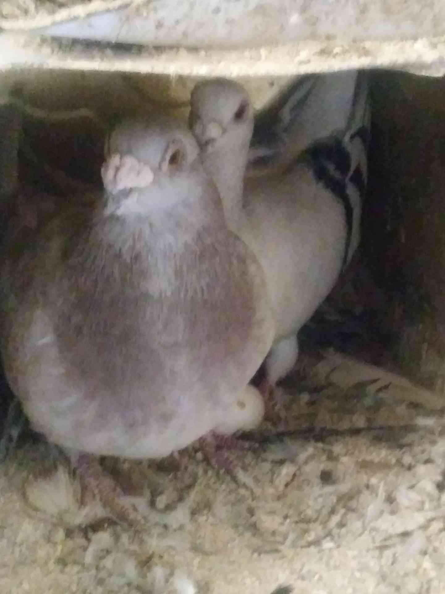 5 جواز و 4 طواير للبيع
لا تنسَ أنك شاهدت هذا الإعلان في عنكبوت
1. جوز يهوديات الفحل اسود والط...